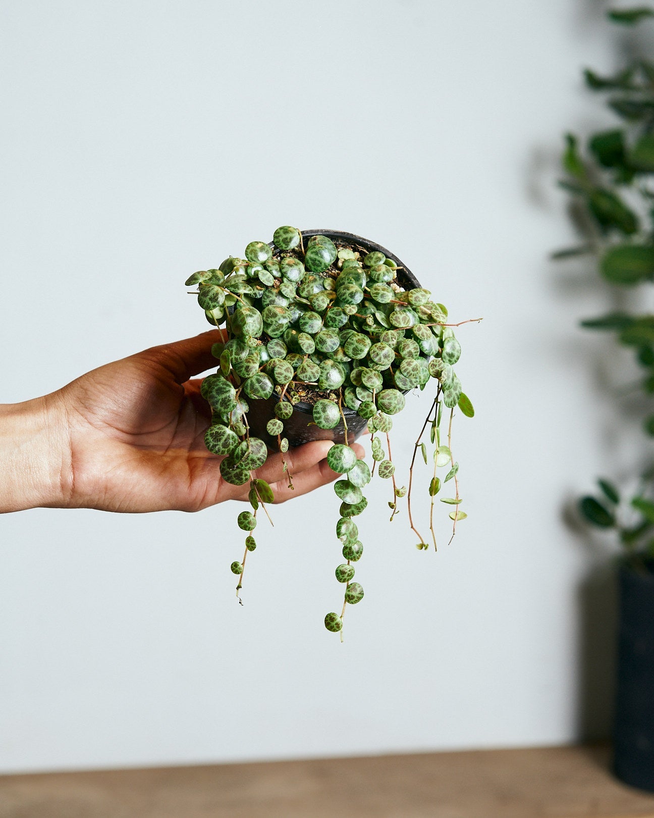 String of Turtles: Peperomia prostrata - 4 inch pot