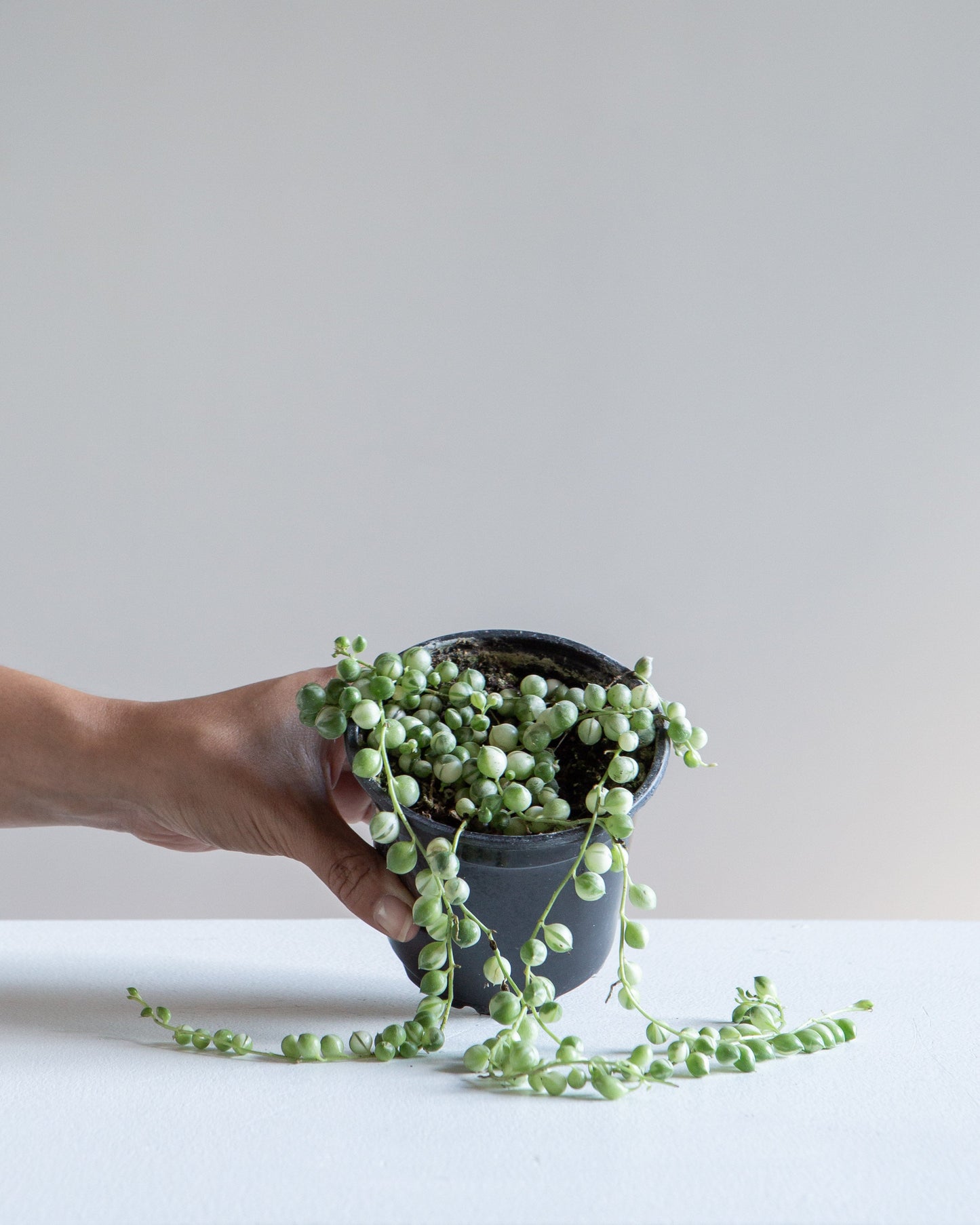 Variegated String of Pearls: Curio rowleyanus - 4 inch pot — indoor plant — indoor plant for sale by Promise Supply for delivery and pickup in Toronto.