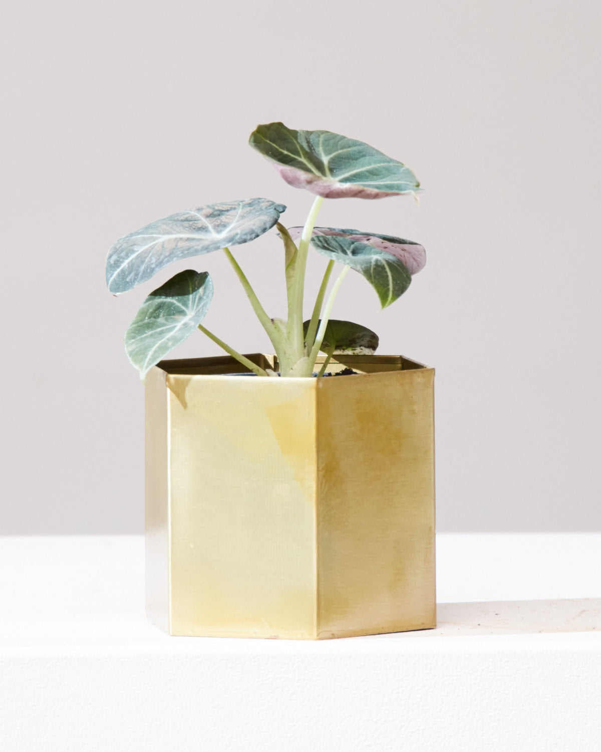 Black Velvet Elephant Ear: Alocasia reginula - 4 inch pot — in black planter — indoor plant for sale by Promise Supply for delivery and pickup in Toronto.