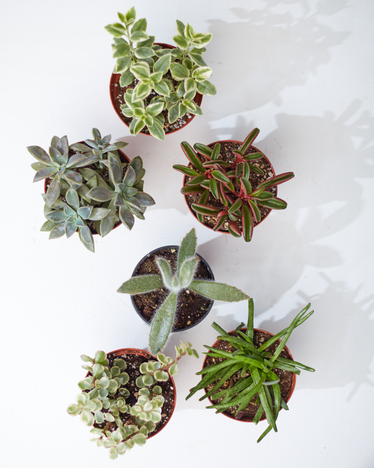 Assorted Succulents - 4 inch pot