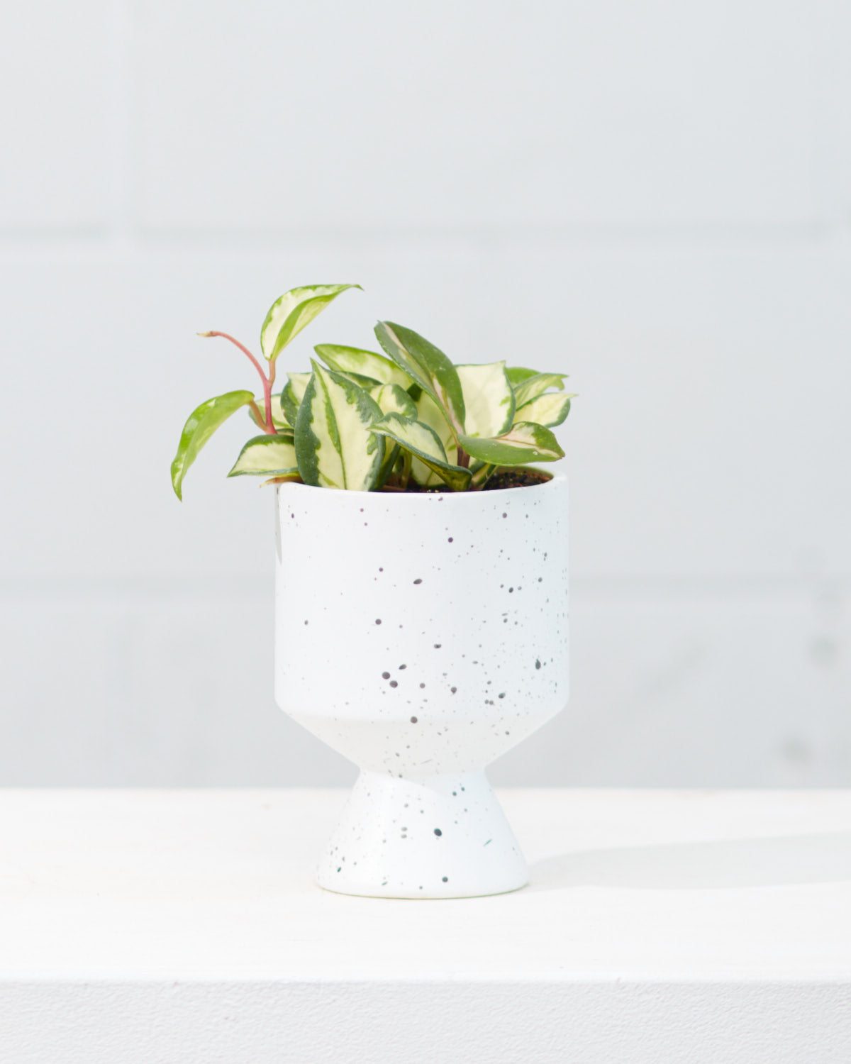 Crimson Princess Wax Plant: Hoya carnosa - 4 inch pot — indoor plant — indoor plant for sale by Promise Supply for delivery and pickup in Toronto.