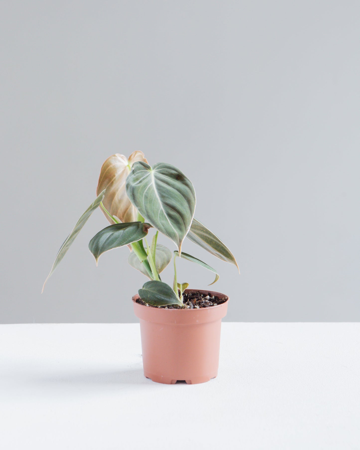 Black Gold: Philodendron melanochrysum - 4 inch pot — indoor plant — indoor plant for sale by Promise Supply for delivery and pickup in Toronto.