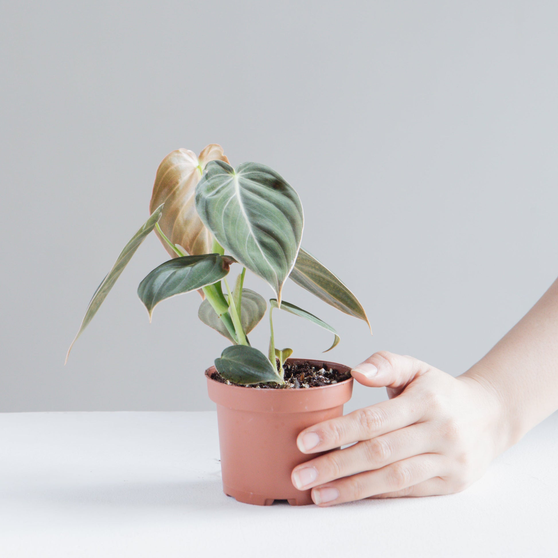 Black Gold: Philodendron melanochrysum - 4 inch pot — indoor plant — indoor plant for sale by Promise Supply for delivery and pickup in Toronto.