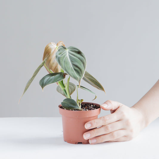 Black Gold: Philodendron melanochrysum - 4 inch pot — indoor plant — indoor plant for sale by Promise Supply for delivery and pickup in Toronto.
