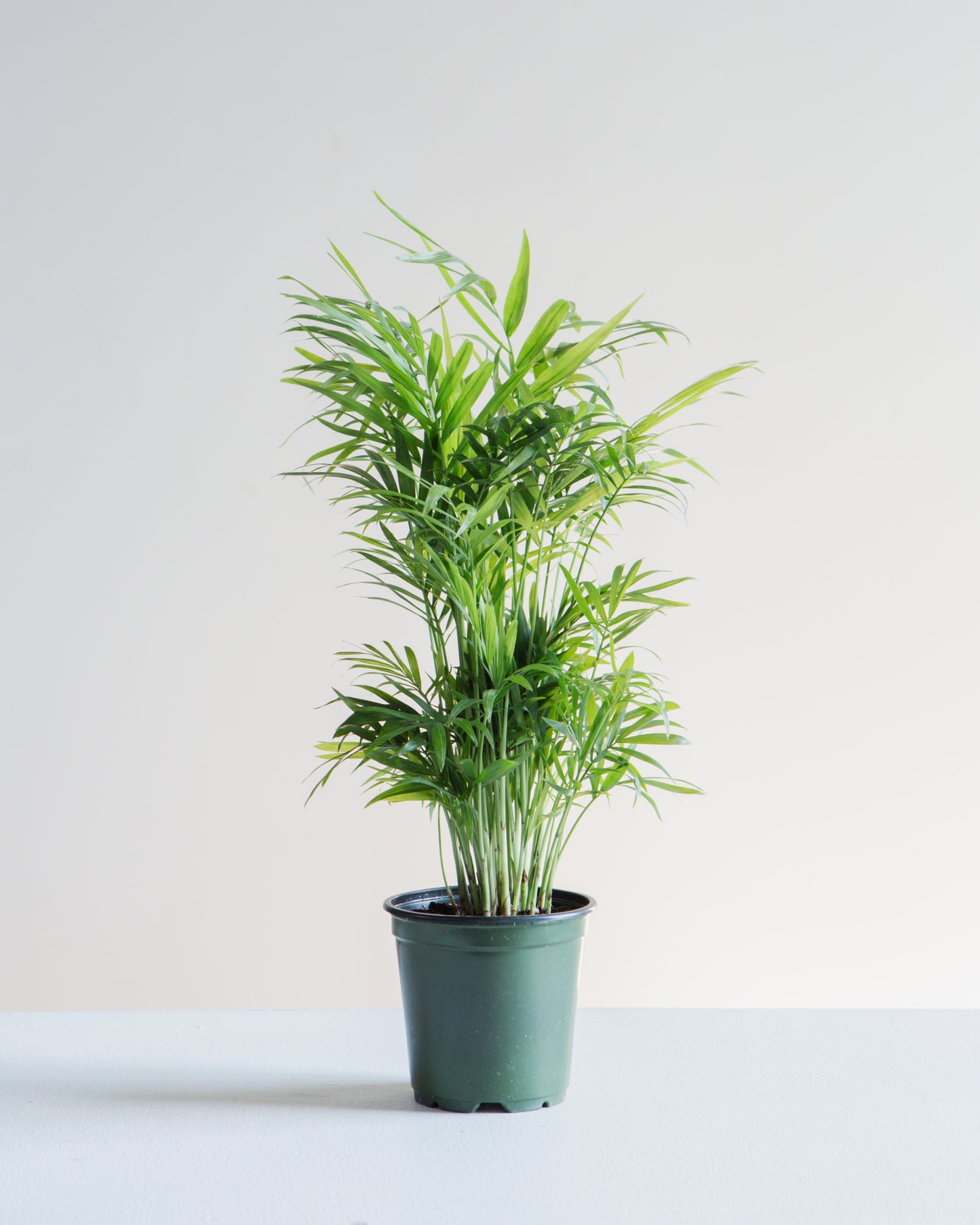 Parlour Palm: Chamaedorea elegans - 5 inch pot