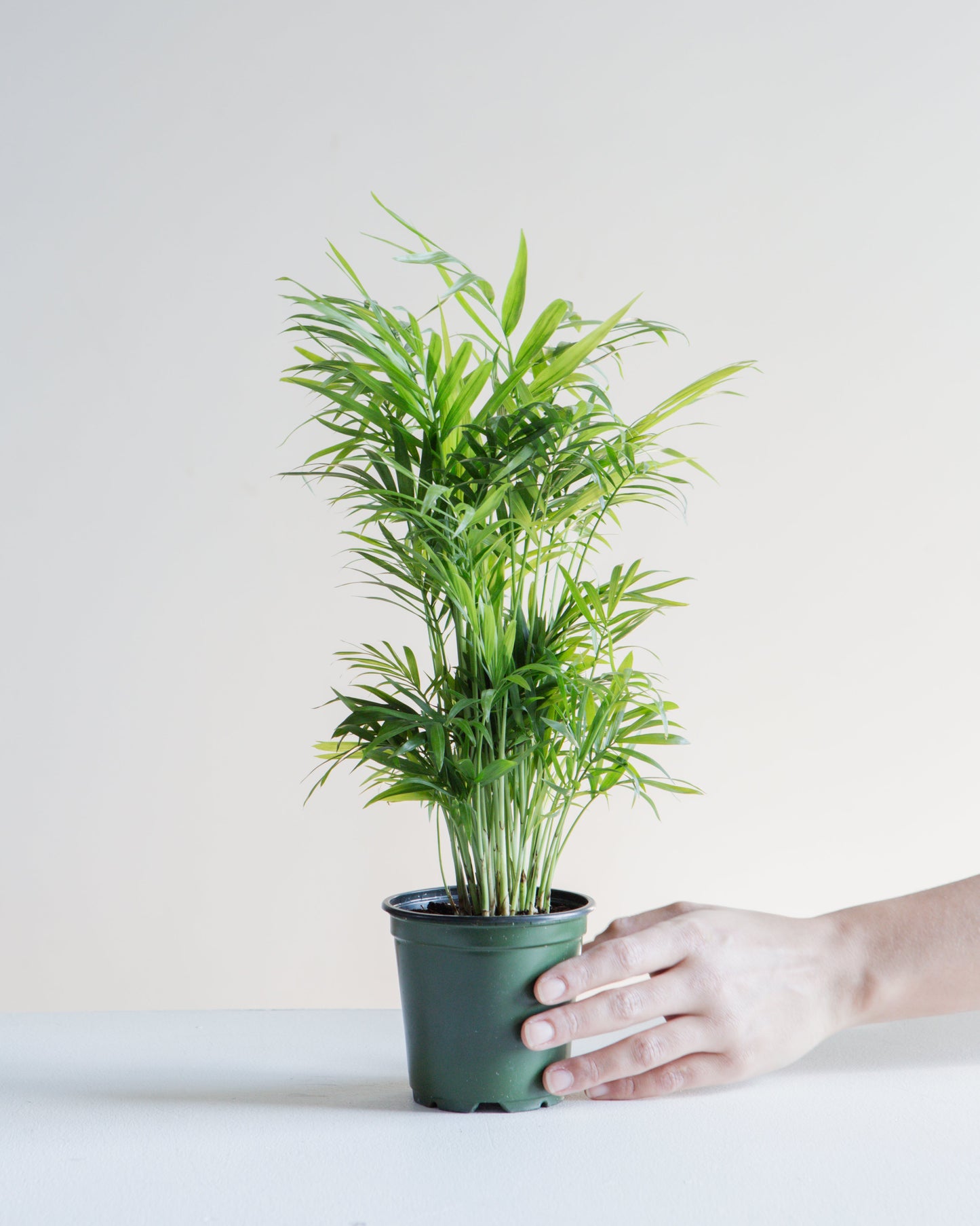 Parlour Palm: Chamaedorea elegans - 5 inch pot