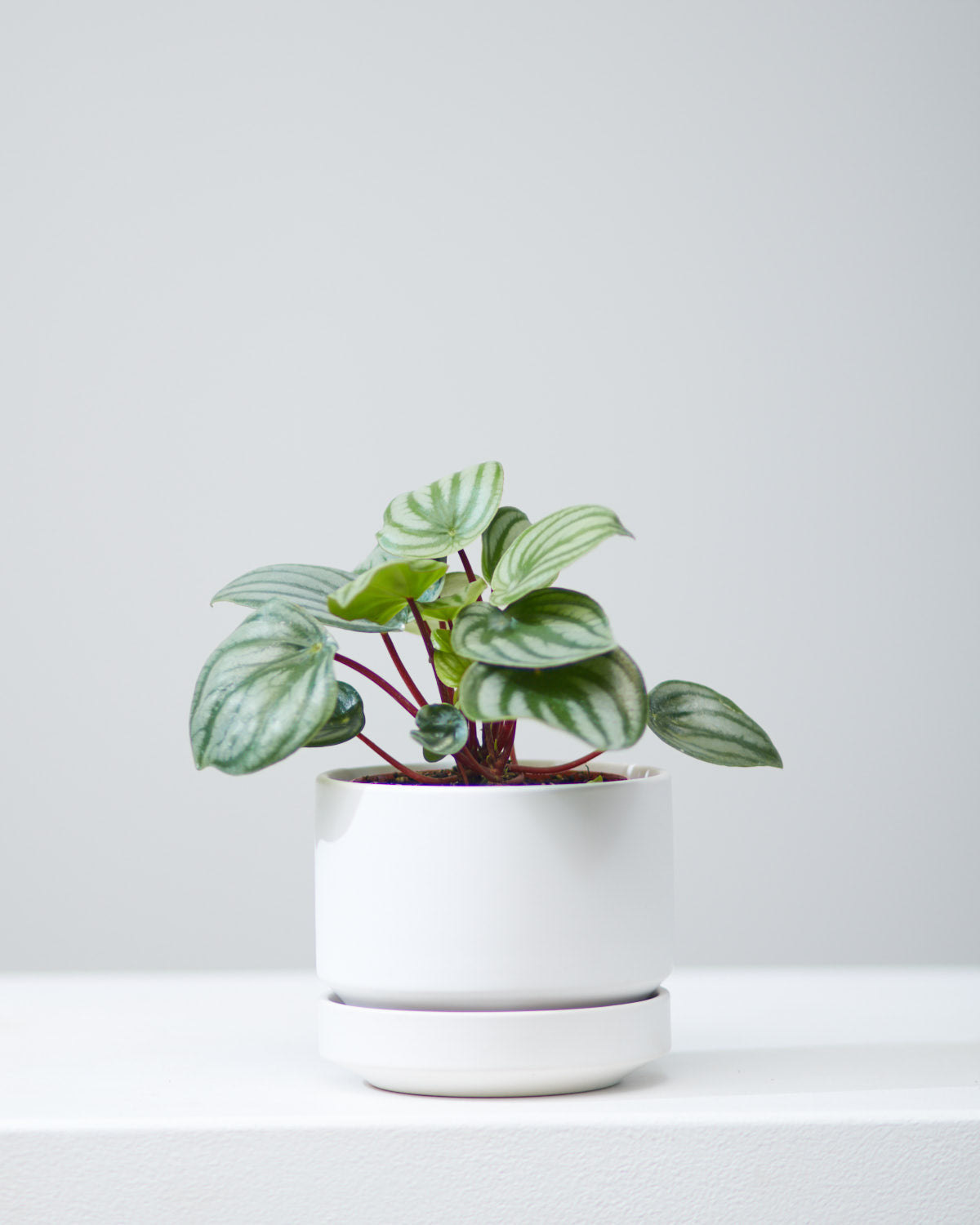 Watermelon Peperomia: Peperomia argyreia - 5 inch pot