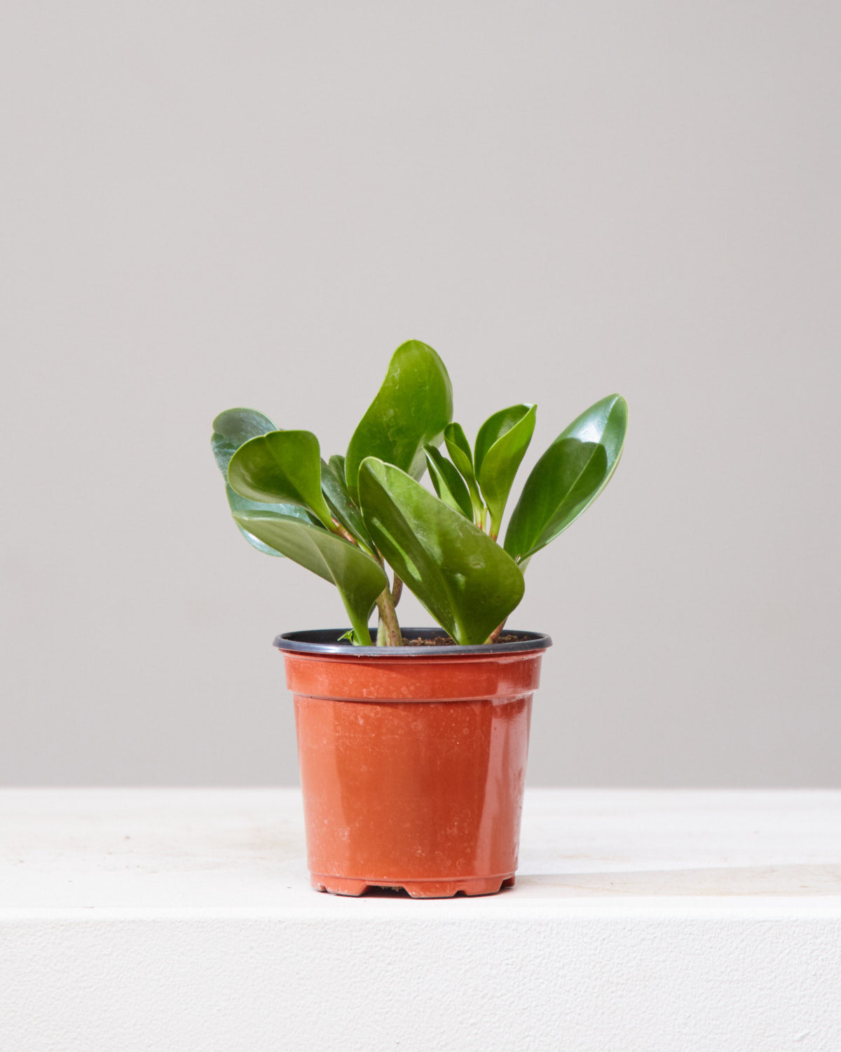 Baby Rubber Plant: Peperomia obtusifolia - 4 inch pot
