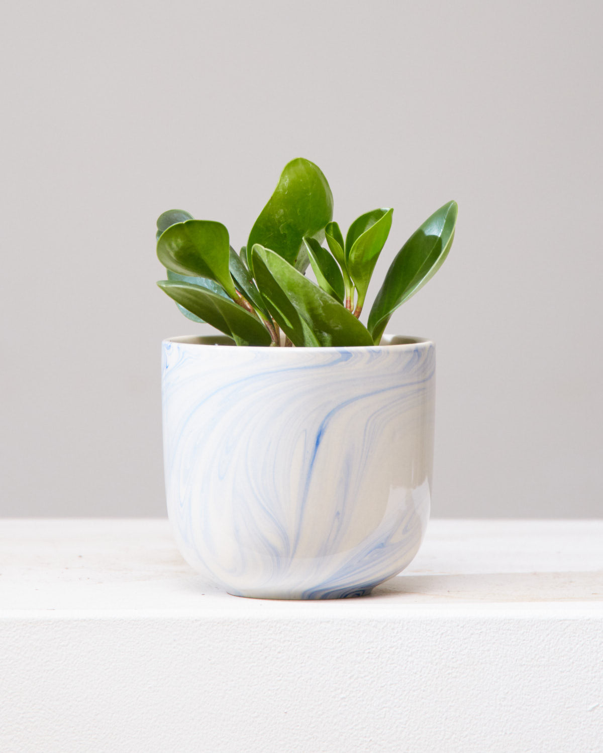 Baby Rubber Plant: Peperomia obtusifolia - 4 inch pot