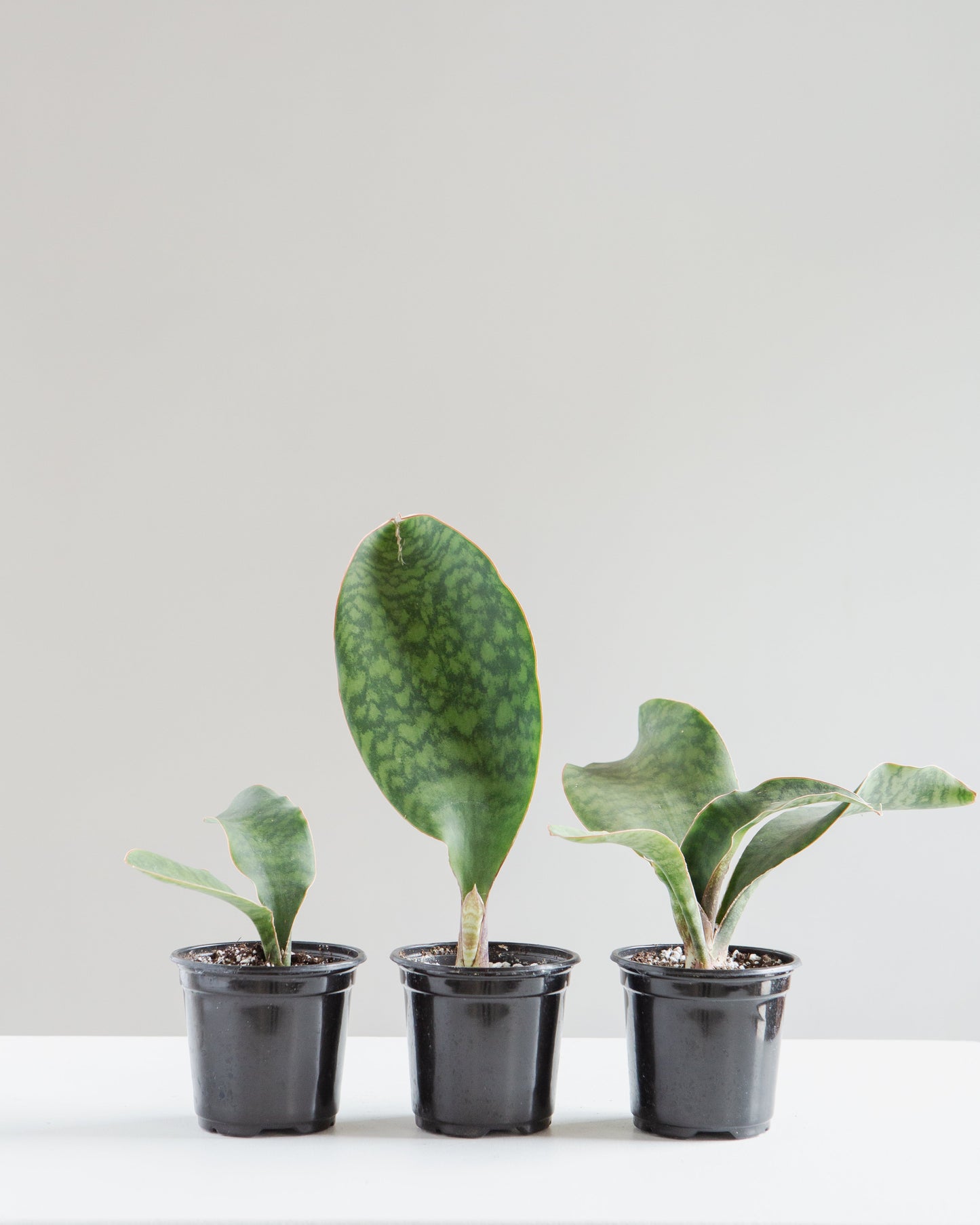 Whale Fin Snake Plant: Sansevieria masoniana - 4 inch pot — indoor plant — indoor plant for sale by Promise Supply for delivery and pickup in Toronto.