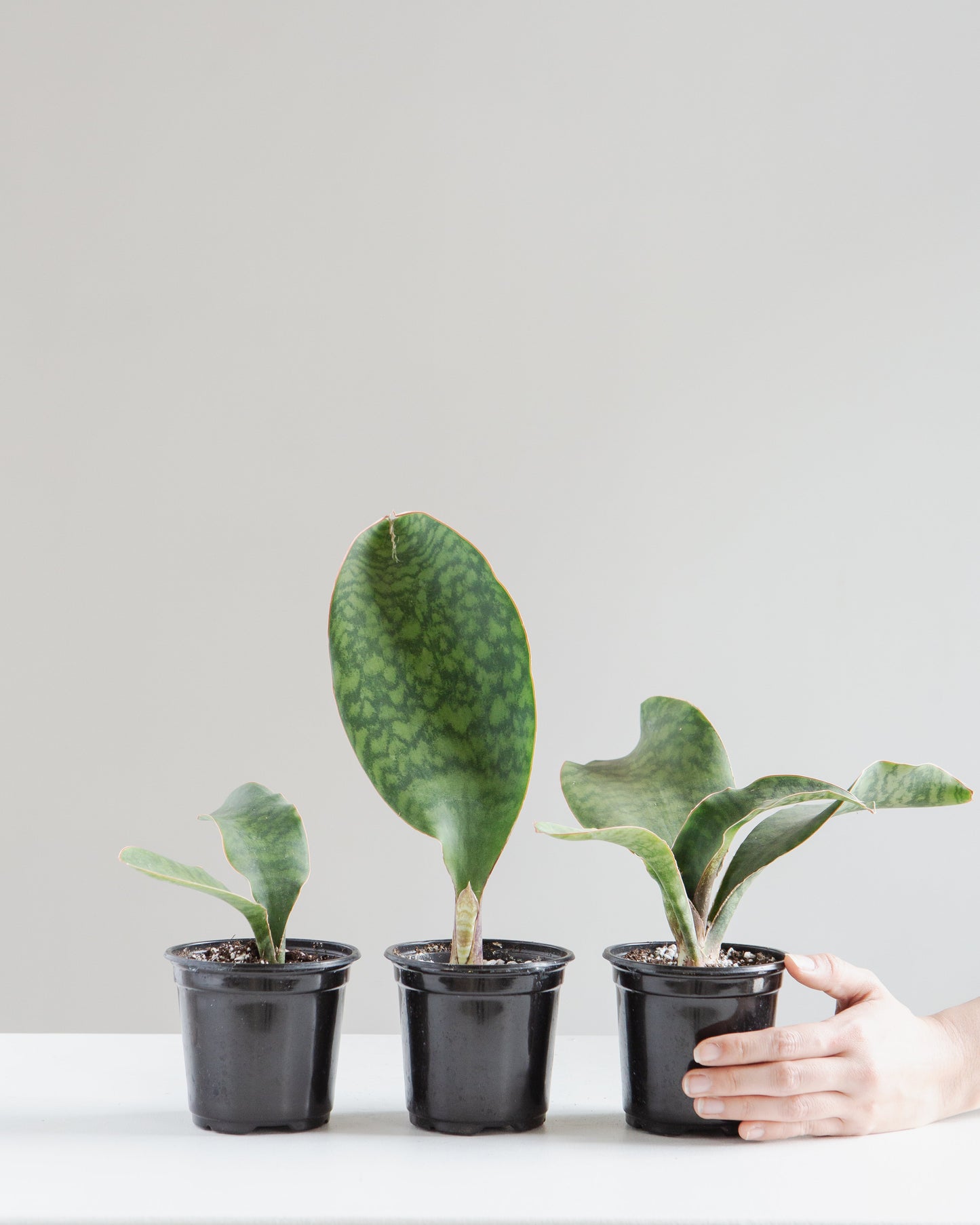 Whale Fin Snake Plant: Sansevieria masoniana - 4 inch pot — indoor plant — indoor plant for sale by Promise Supply for delivery and pickup in Toronto.