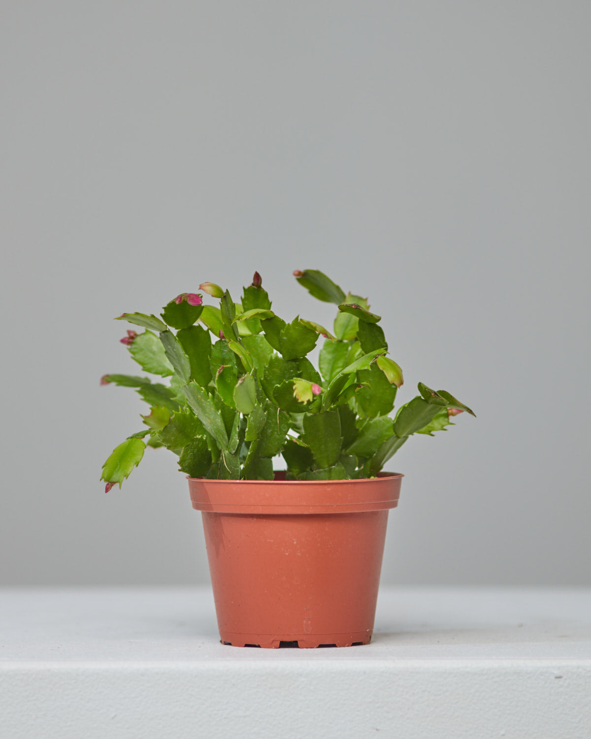 Spring Flowering Cactus: Schlumbergera bridgesii - 4 inch pot
