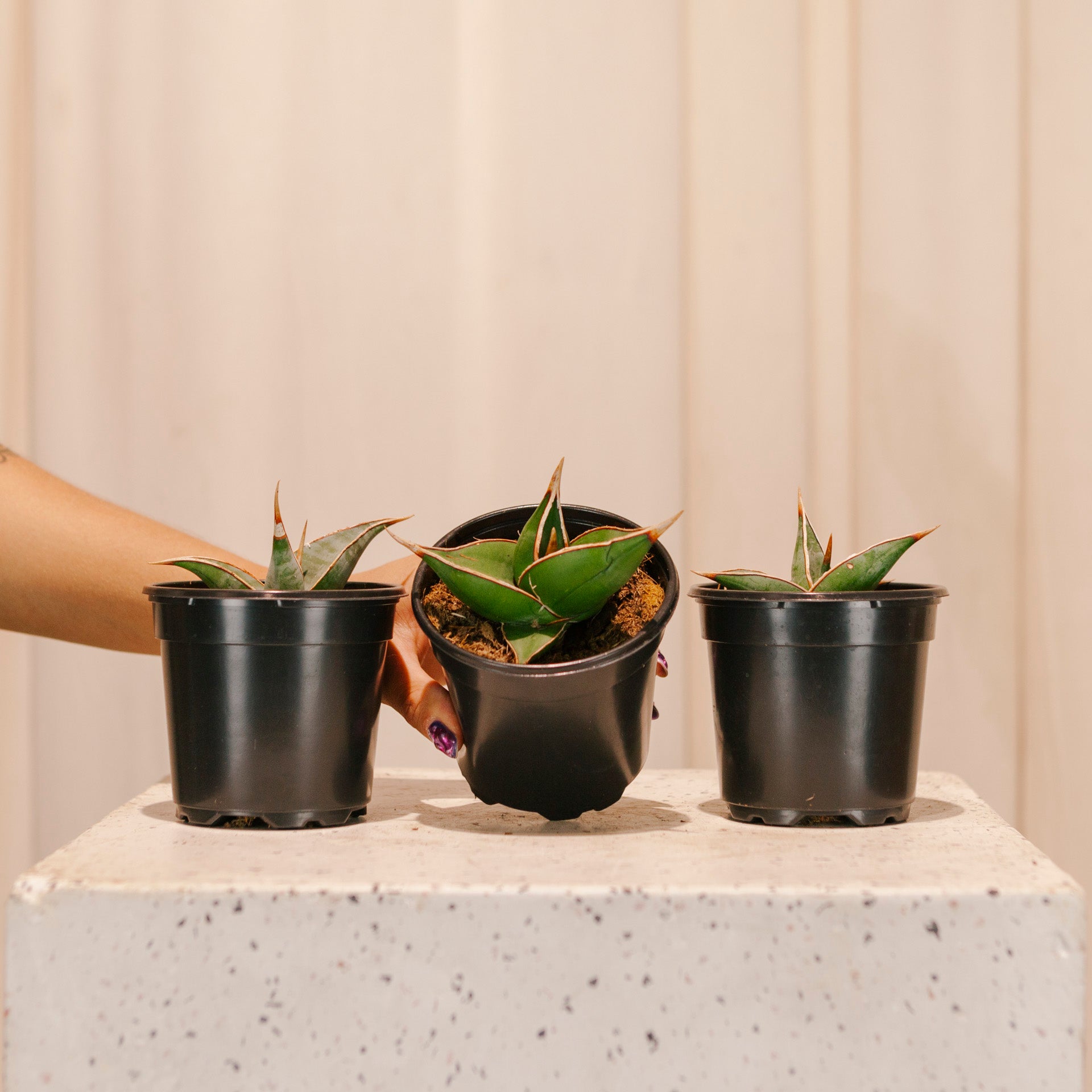 walking snake plant Walking Snake Plant: Sansevieria - 4" Pot