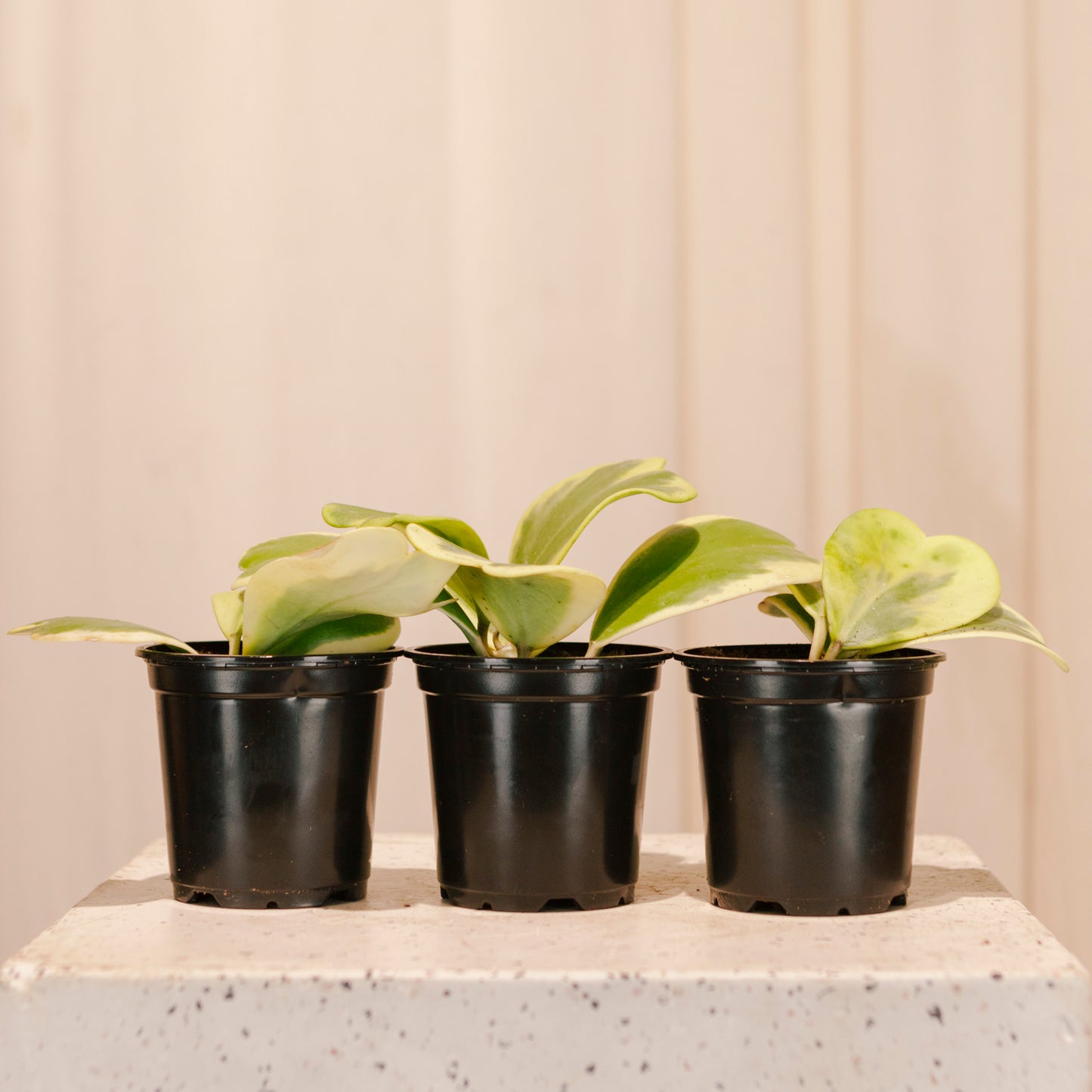 Variegated Hoya Heart: Hoya kerrii - 4 inch pot — indoor plant — indoor plant for sale by Promise Supply for delivery and pickup in Toronto.