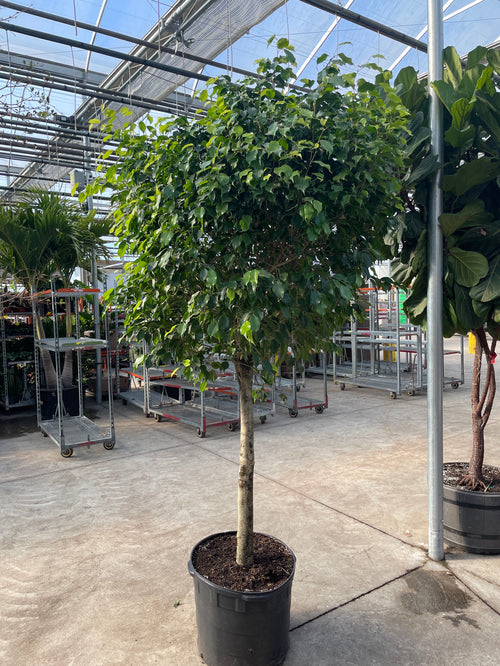 Weeping Fig Tree: Ficus benjamina - 21 inch pot - 7+ foot tall — indoor plant — indoor plant for sale by Promise Supply for delivery and pickup in Toronto.