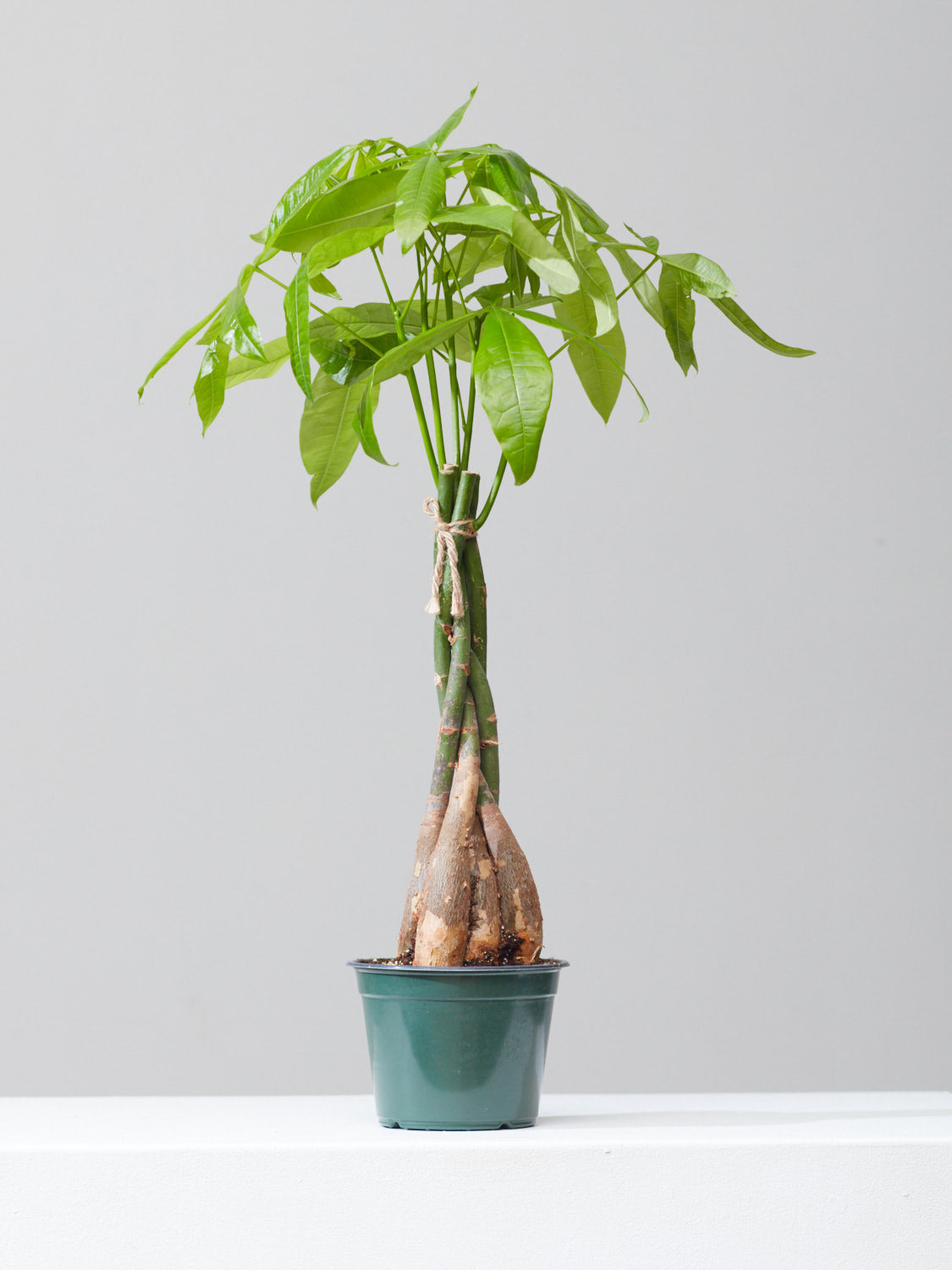 Money Tree: Pachira aquatica - 6 inch pot — indoor plant — indoor plant for sale by Promise Supply for delivery and pickup in Toronto.