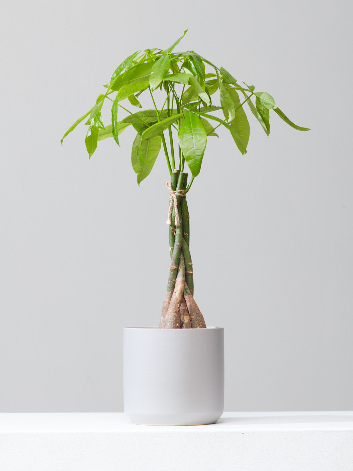 Money Tree: Pachira aquatica - 6 inch pot — indoor plant — indoor plant for sale by Promise Supply for delivery and pickup in Toronto.