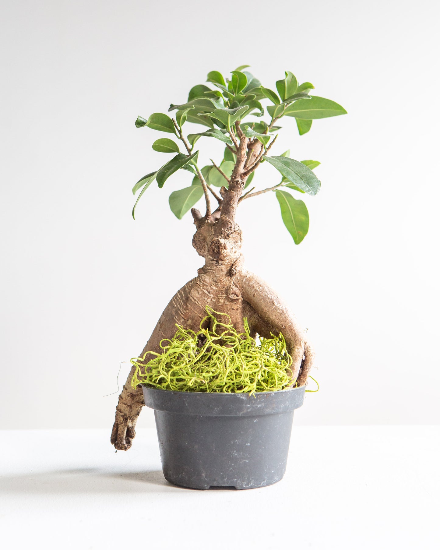 Ginseng Ficus Bonsai: Ficus retusa - 5 inch pot