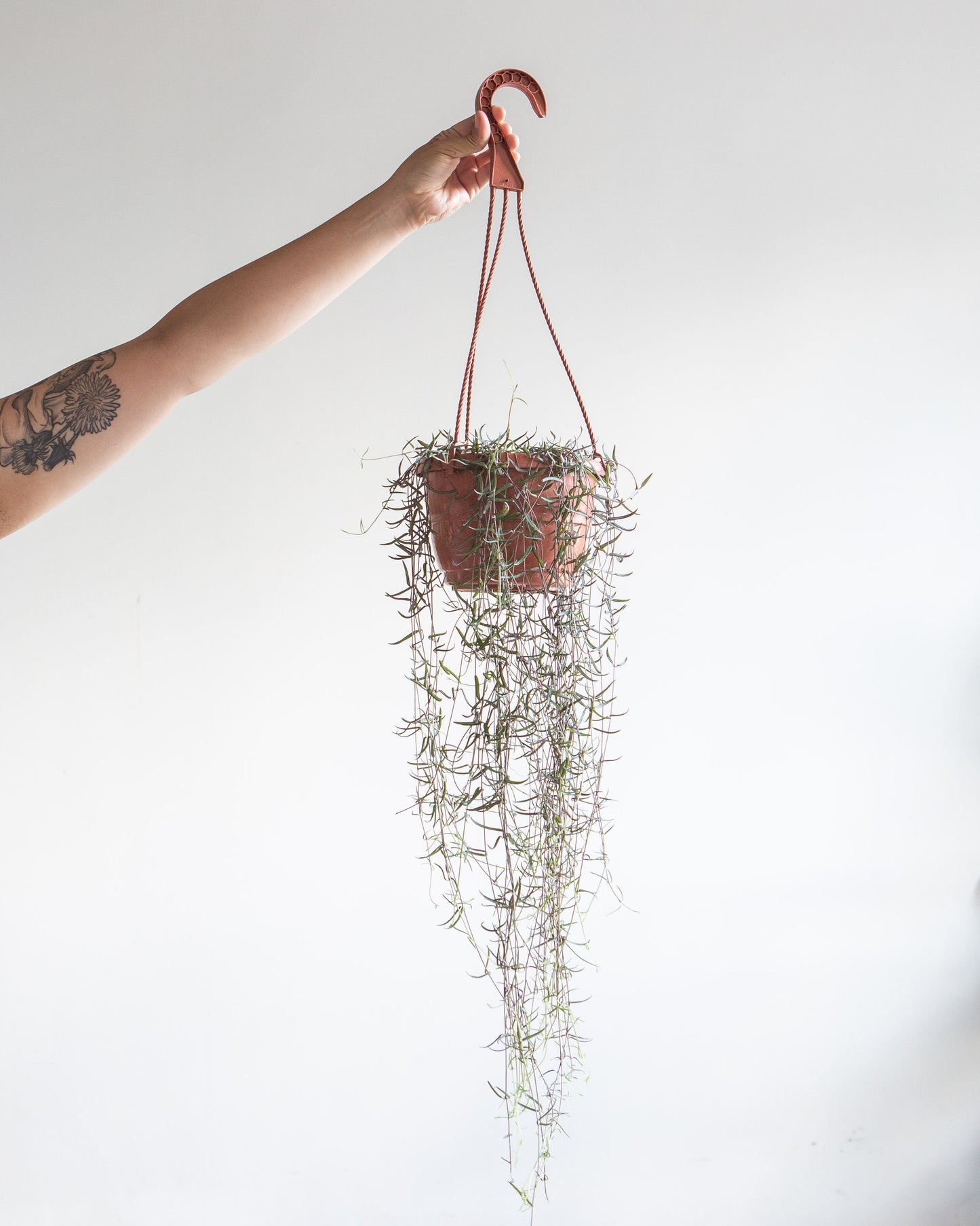 String of Needles: Ceropegia linearis - 6 inch hanging basket