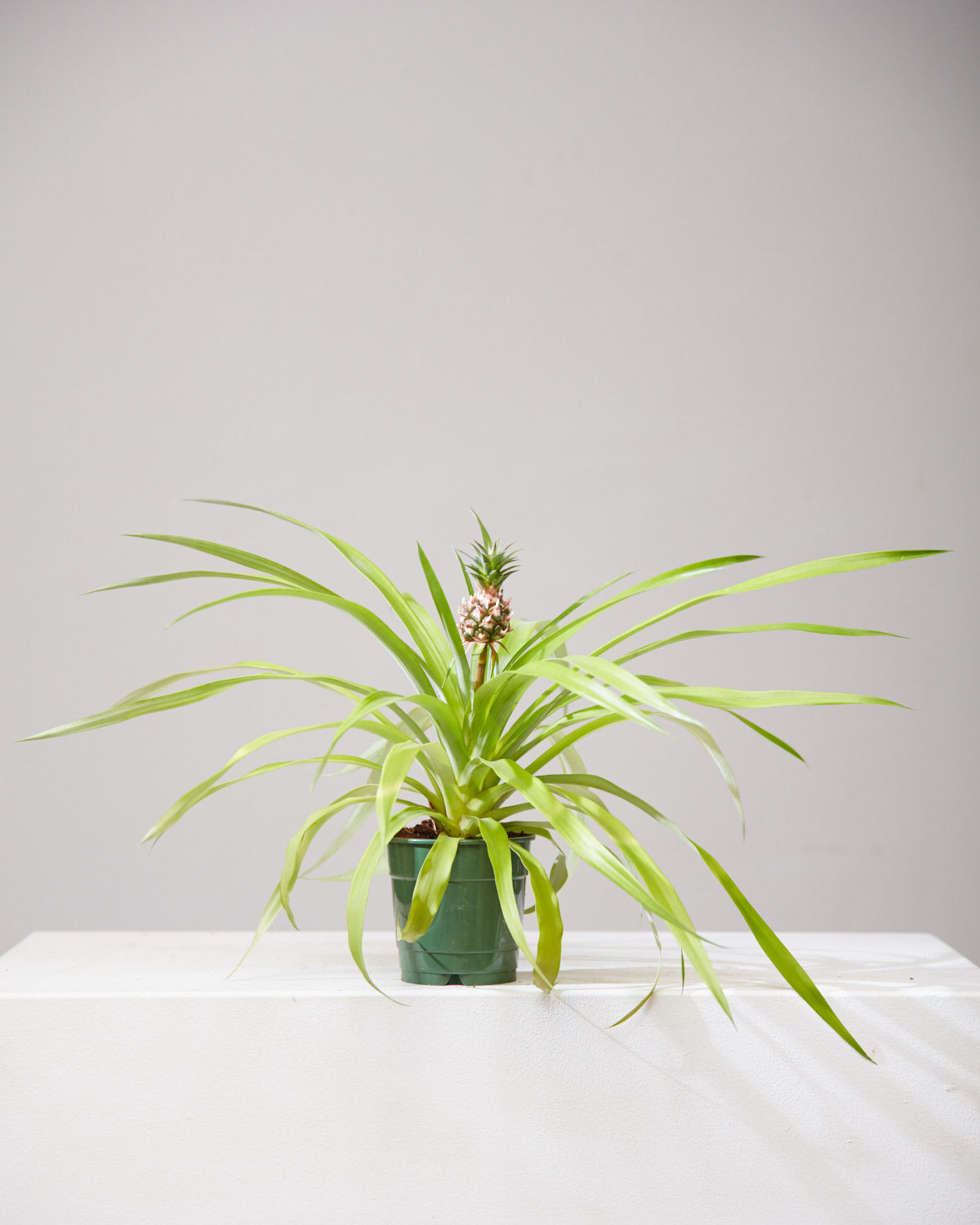 Pineapple Plant: Ananas ananassoides - 5 inch pot — indoor plant — indoor plant for sale by Promise Supply for delivery and pickup in Toronto.