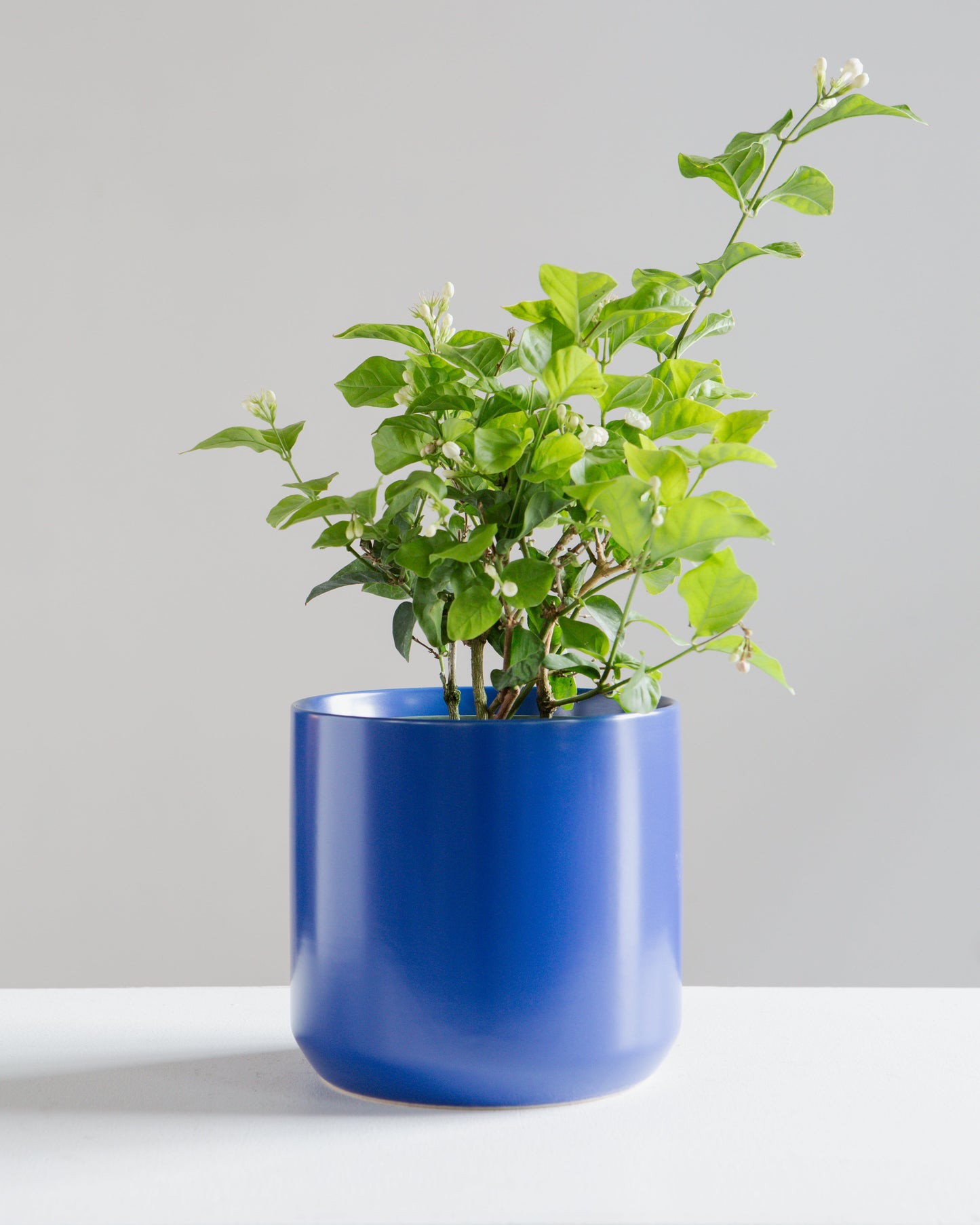 Kendall Ceramic Planter | 6 inch Nursery Pot