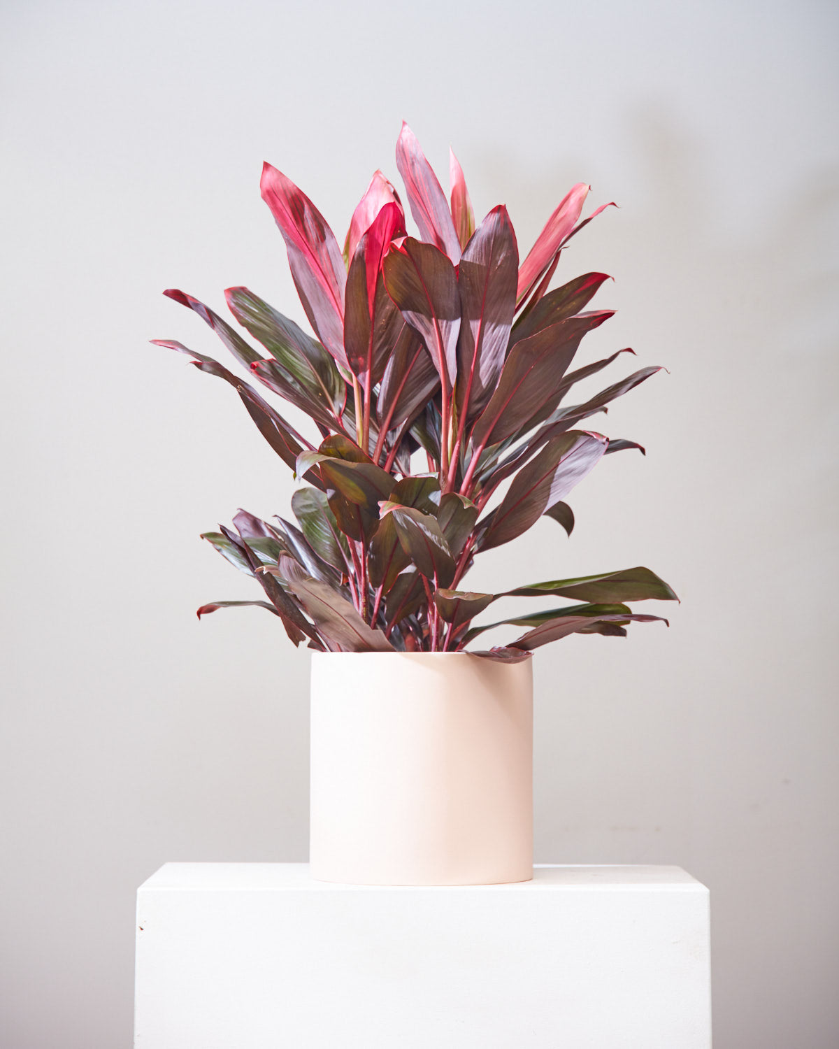 Florica Hawaiian Ti Plant: Cordyline fruticosa - 10 inch pot - 2-3 foot tall — indoor plant — indoor plant for sale by Promise Supply for delivery and pickup in Toronto.