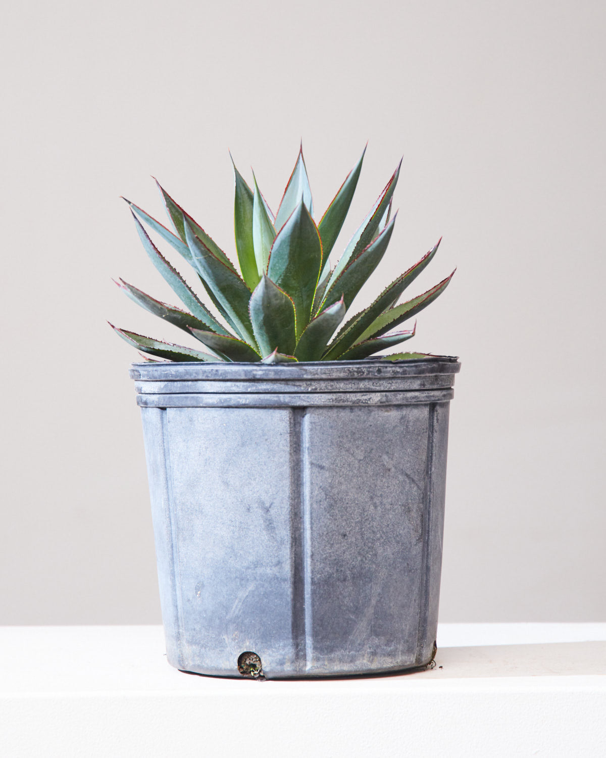 Blue Glow: Agave - 10 inch pot — indoor plant — indoor plant for sale by Promise Supply for delivery and pickup in Toronto.