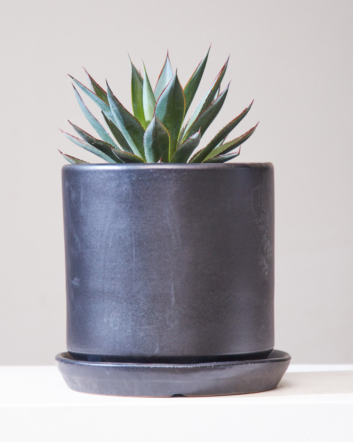 Blue Glow: Agave - 10 inch pot — indoor plant — indoor plant for sale by Promise Supply for delivery and pickup in Toronto.