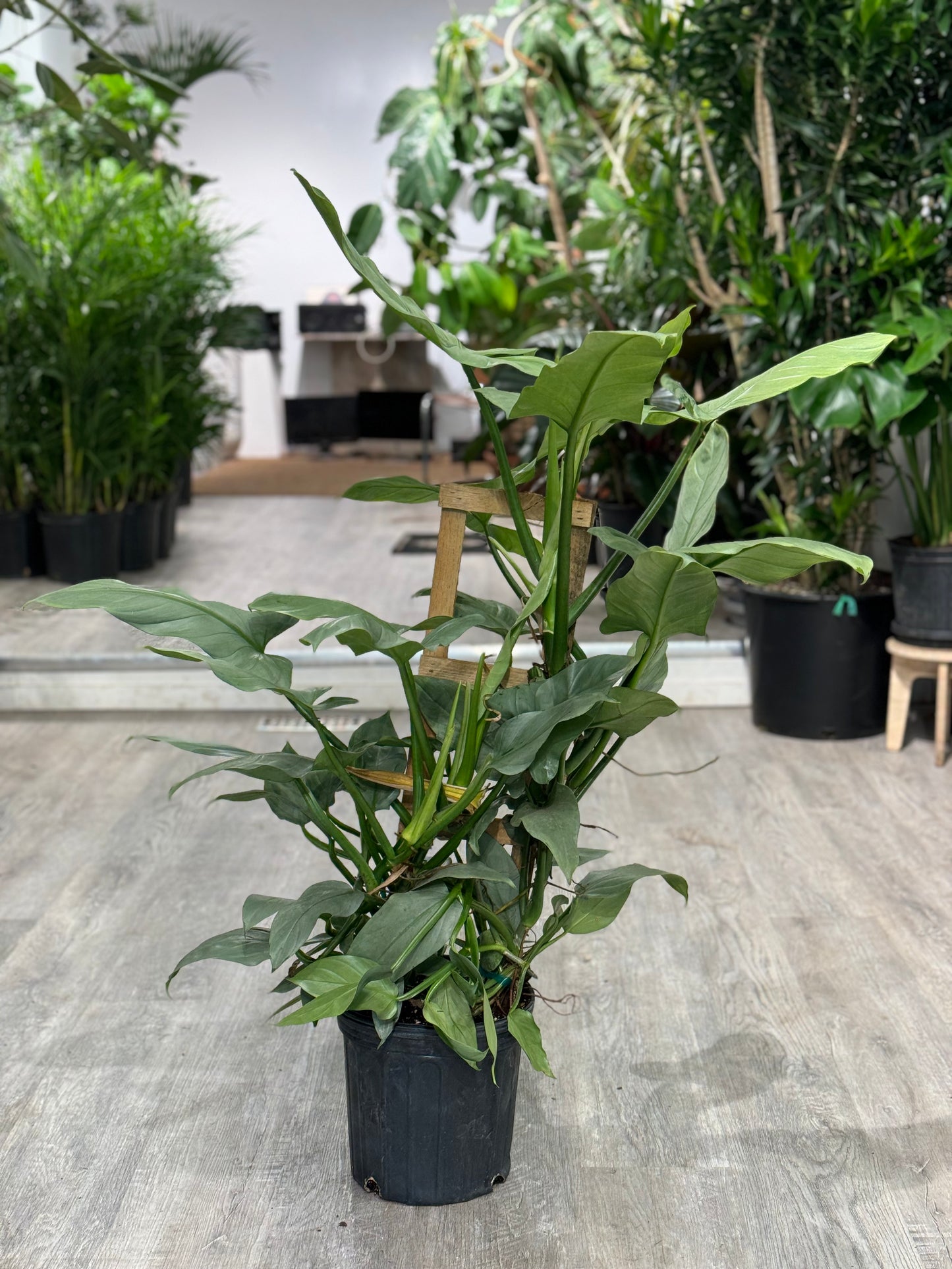 Silver Sword Trellis: Philodendron hastatum - 10 inch pot - 3 foot tall — indoor plant — indoor plant for sale by Promise Supply for delivery and pickup in Toronto.