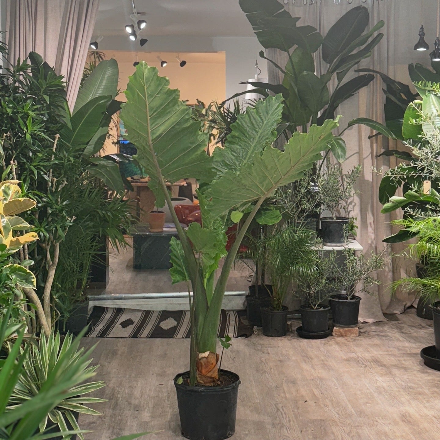 Giant Upright Elephant Ear: Alocasia 'Calidora' - 14 inch pot — indoor plant — indoor plant for sale by Promise Supply for delivery and pickup in Toronto.