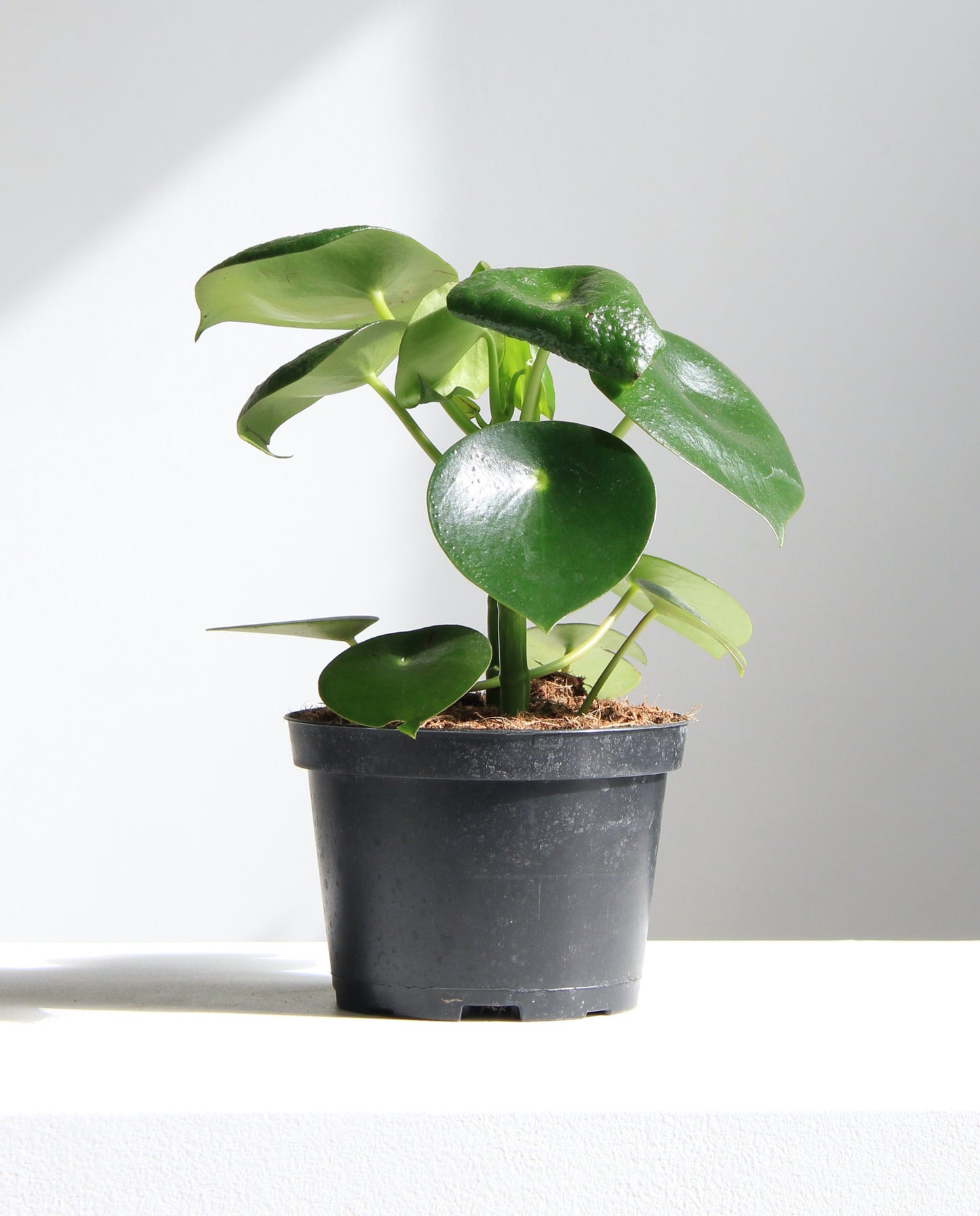 Raindrop: Peperomia polybotrya - 5 inch pot