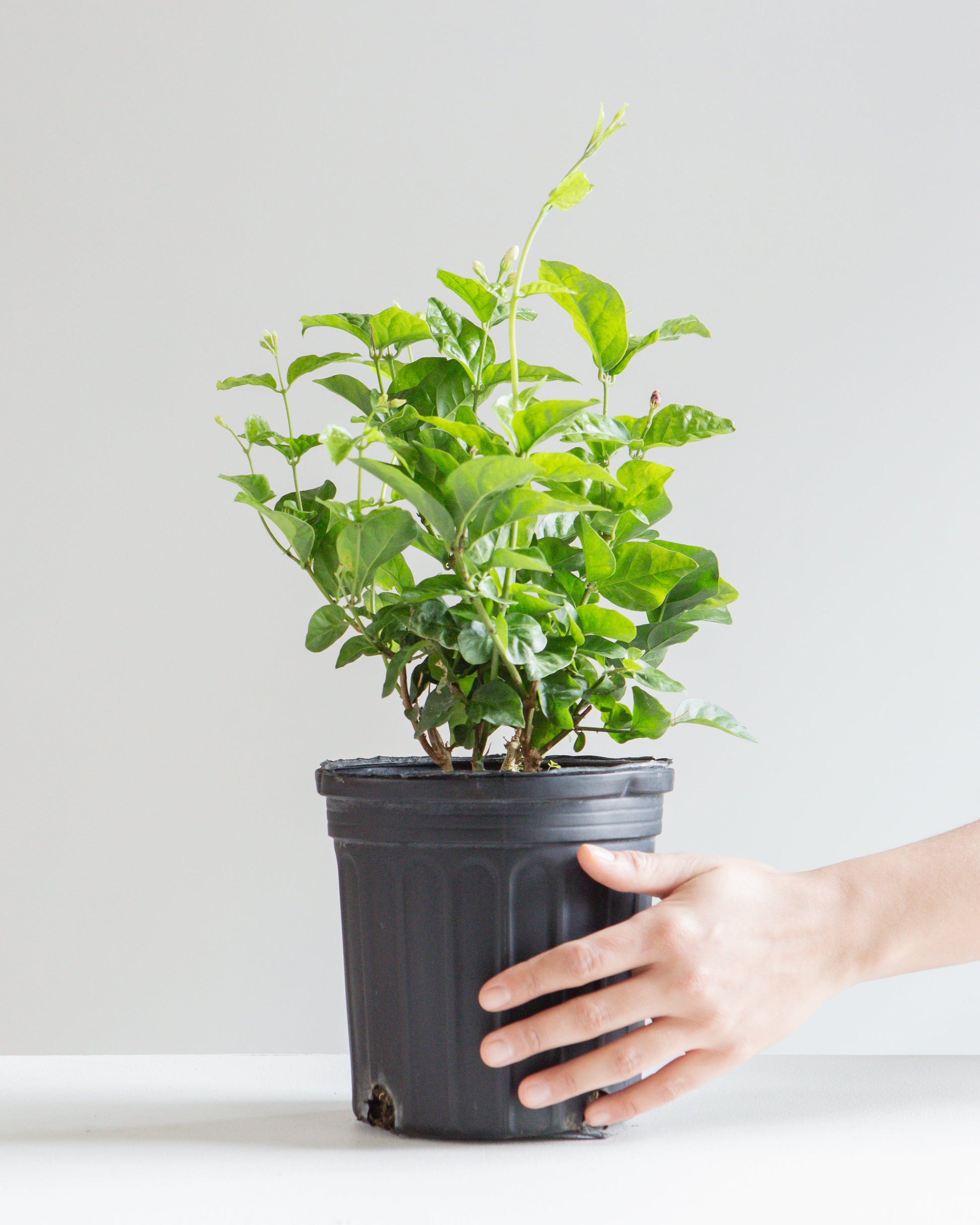 Maid of Orleans Jasmine: Jasminum sambac - 6 inch pot — indoor plant — indoor plant for sale by Promise Supply for delivery and pickup in Toronto.