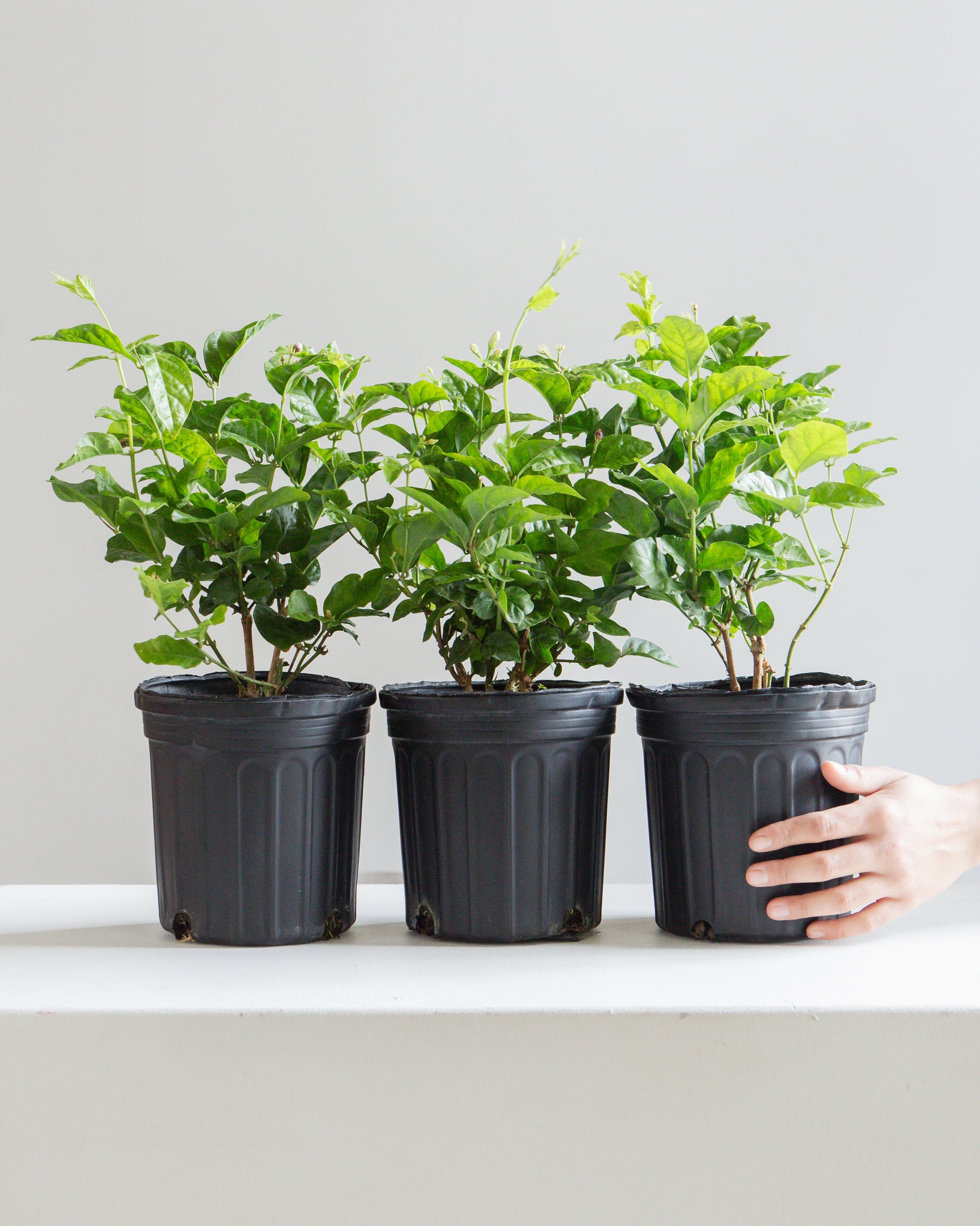 Maid of Orleans Jasmine: Jasminum sambac - 6 inch pot — indoor plant — indoor plant for sale by Promise Supply for delivery and pickup in Toronto.