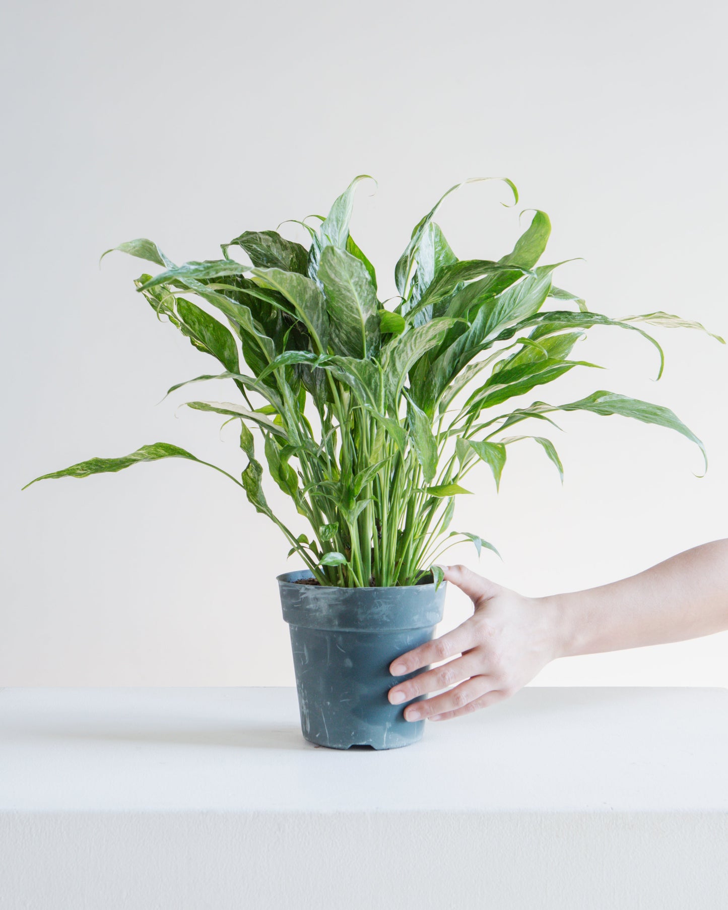 Domino Variegated Peace Lily: Spathiphyllum - 6 inch pot — indoor plant — indoor plant for sale by Promise Supply for delivery and pickup in Toronto.