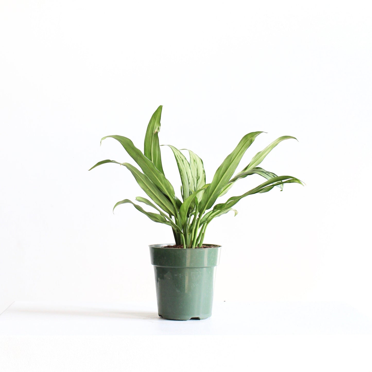 Cutlass Chinese Evergreen: Aglaonema - 6 inch pot