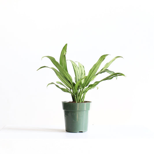 Cutlass Chinese Evergreen: Aglaonema - 6 inch pot — indoor plant — indoor plant for sale by Promise Supply for delivery and pickup in Toronto.
