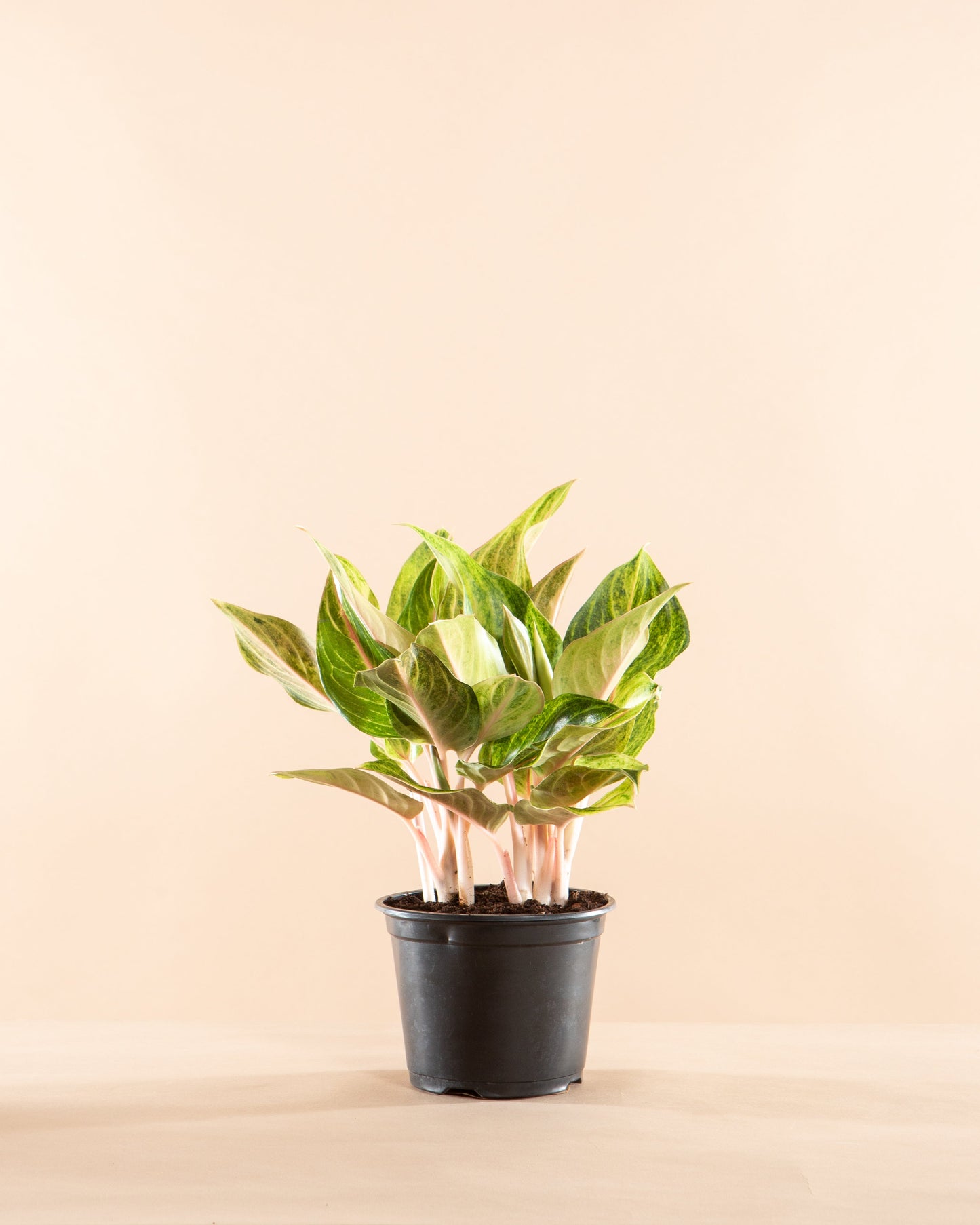 Golden Flourite Chinese Evergreen: Aglaonema - 5 inch pot