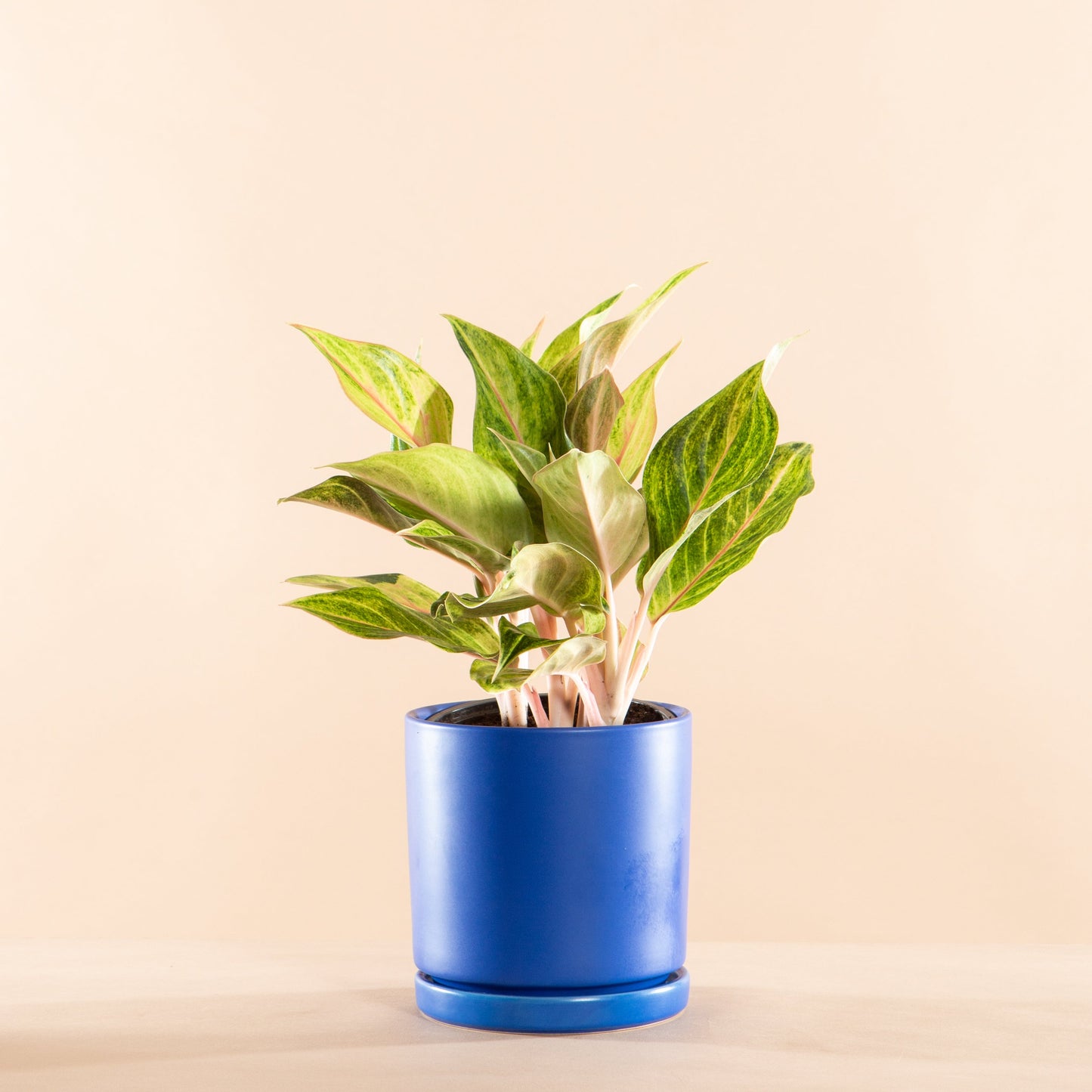 Golden Flourite Chinese Evergreen: Aglaonema - 5 inch pot