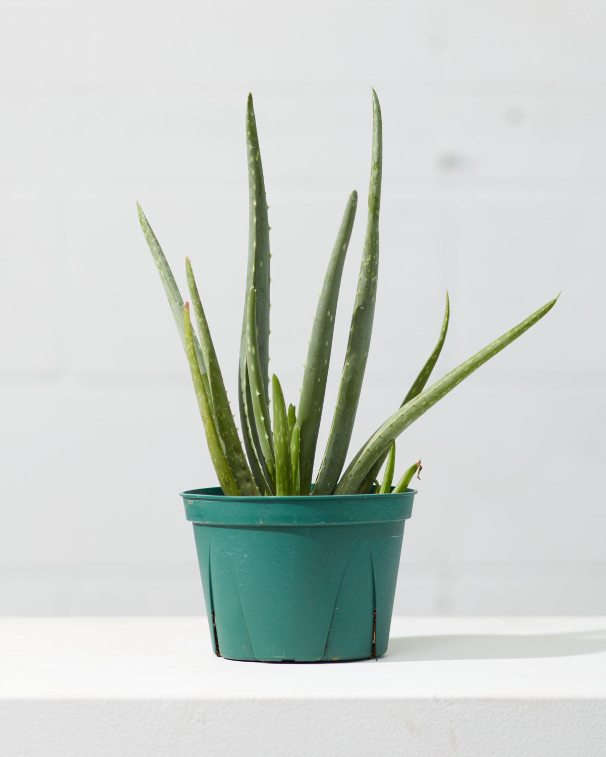 Aloe Vera: Aloe barbadensis - 6 inch pot — indoor plant — indoor plant for sale by Promise Supply for delivery and pickup in Toronto.