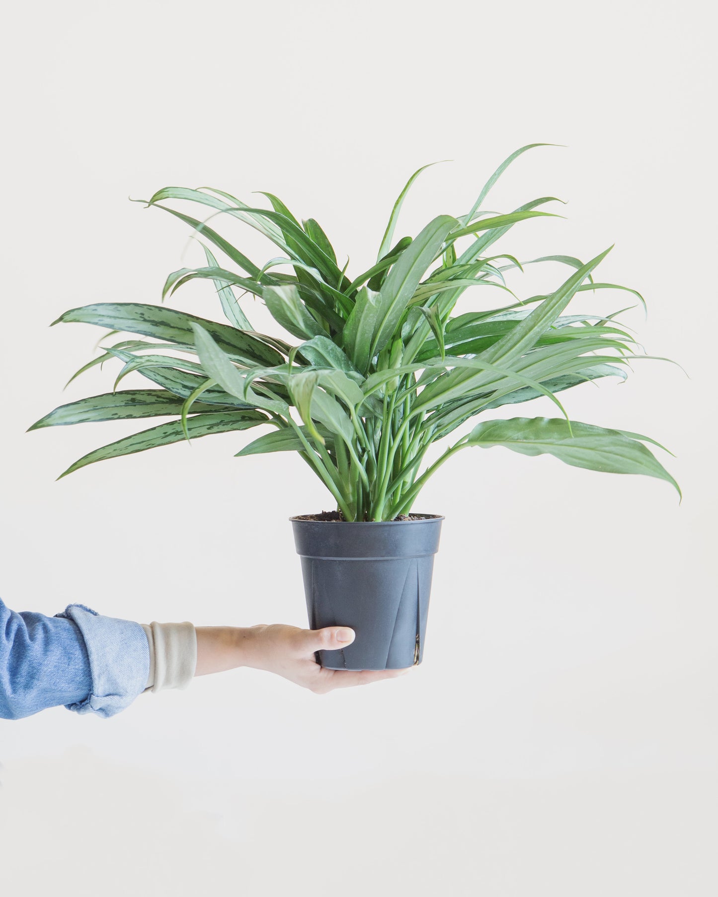 Cutlass Chinese Evergreen: Aglaonema - 6 inch pot
