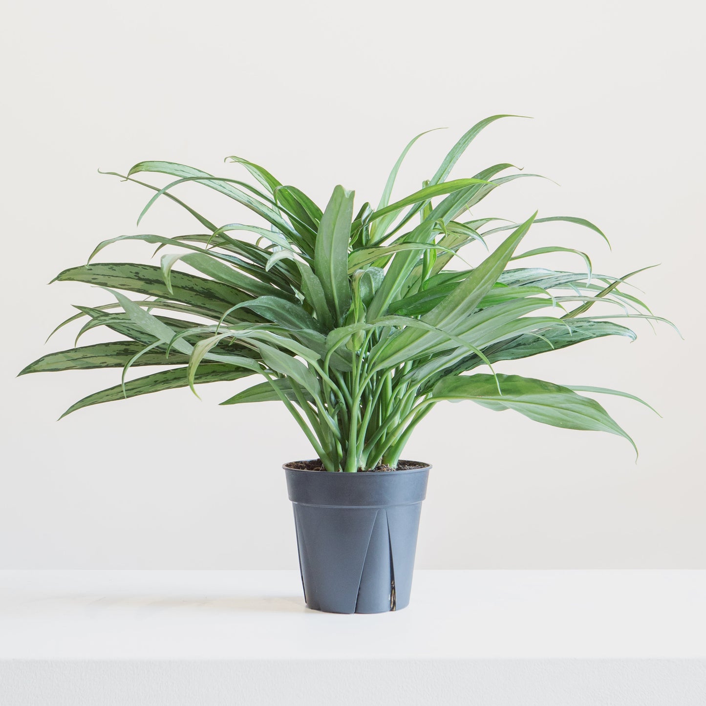Cutlass Chinese Evergreen: Aglaonema - 6 inch pot