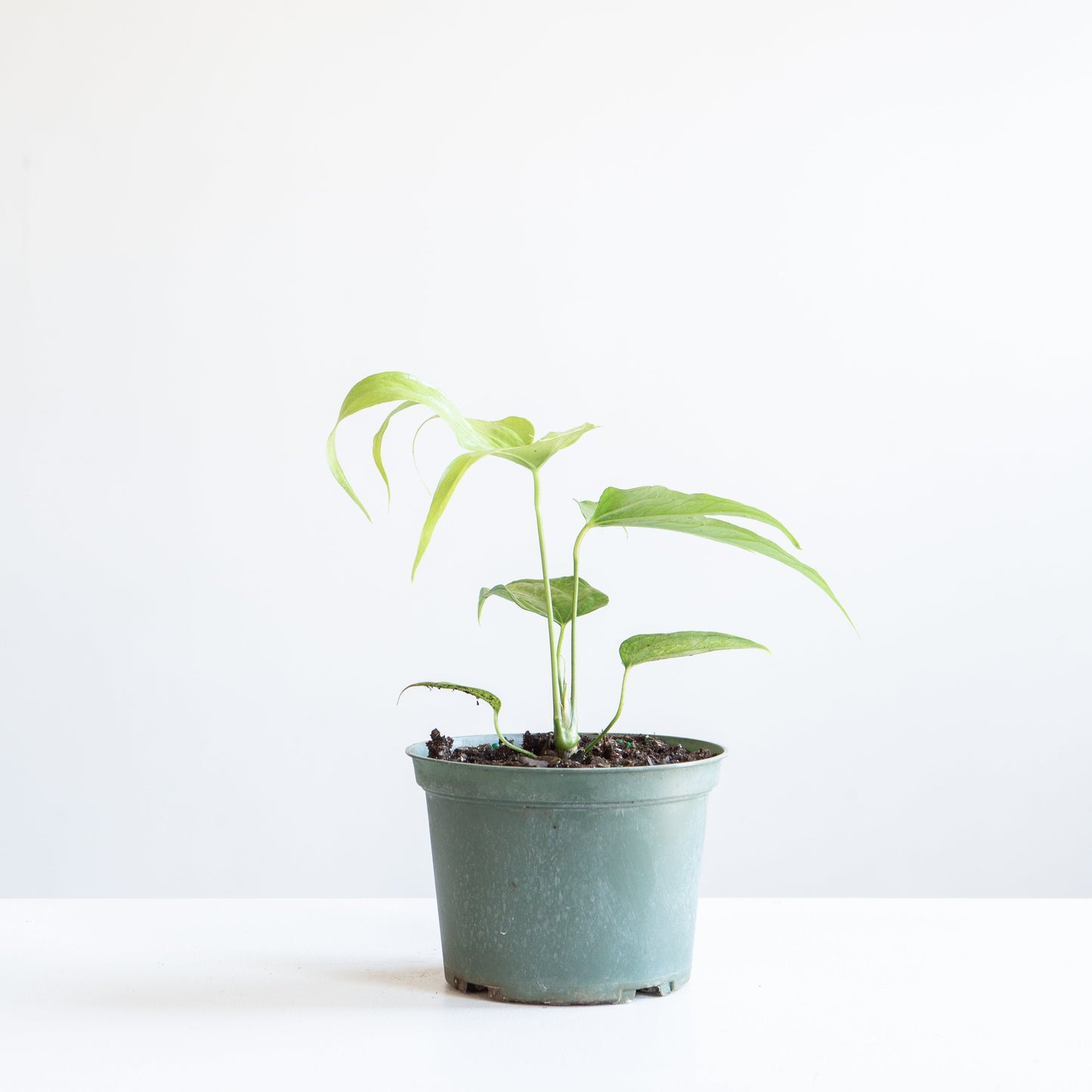 Finger Laceleaf: Anthurium pedatoradiatum - 6 inch pot — indoor plant — indoor plant for sale by Promise Supply for delivery and pickup in Toronto.