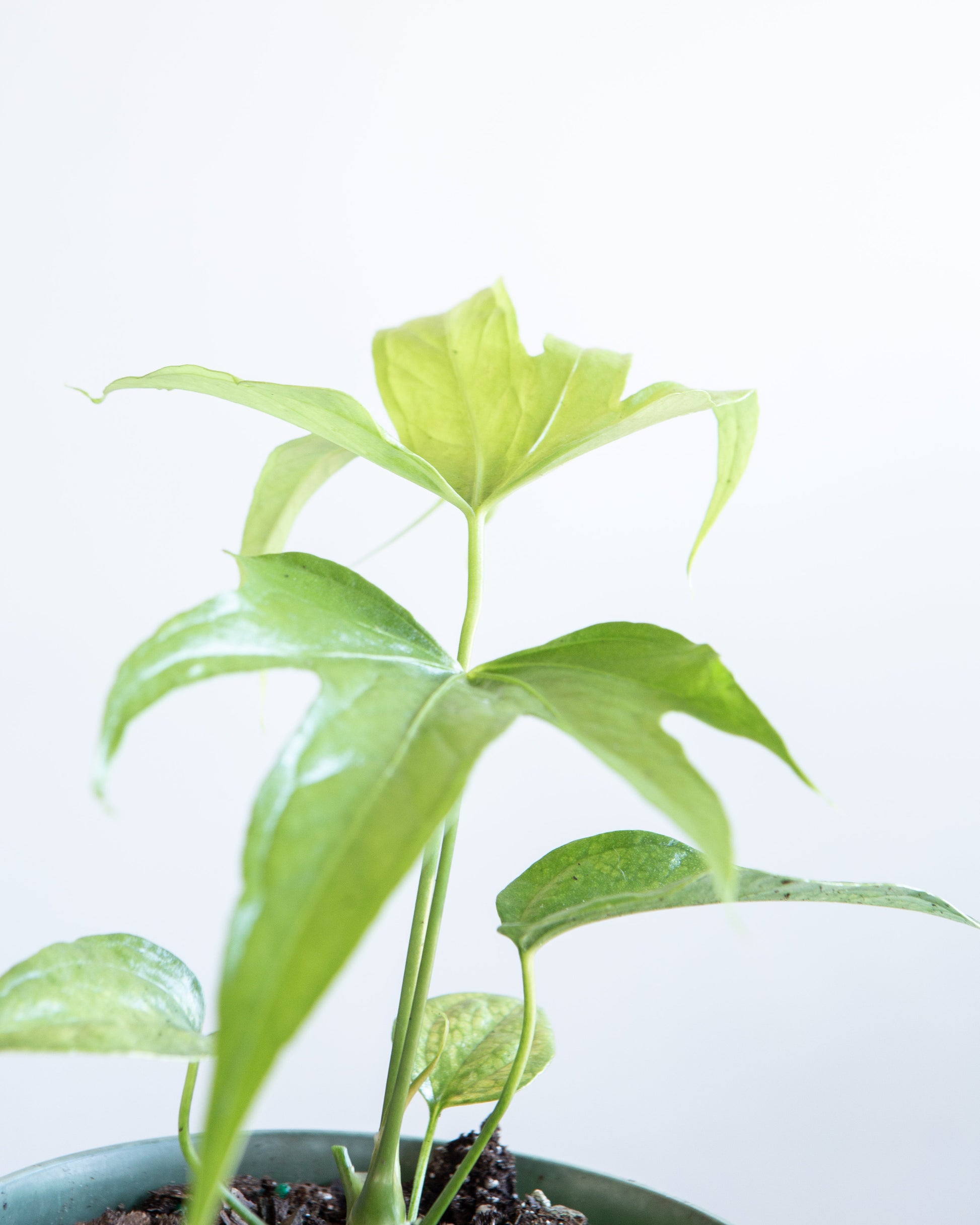 Finger Laceleaf: Anthurium pedatoradiatum - 6 inch pot — close-up of foliage — indoor plant for sale by Promise Supply for delivery and pickup in Toronto.