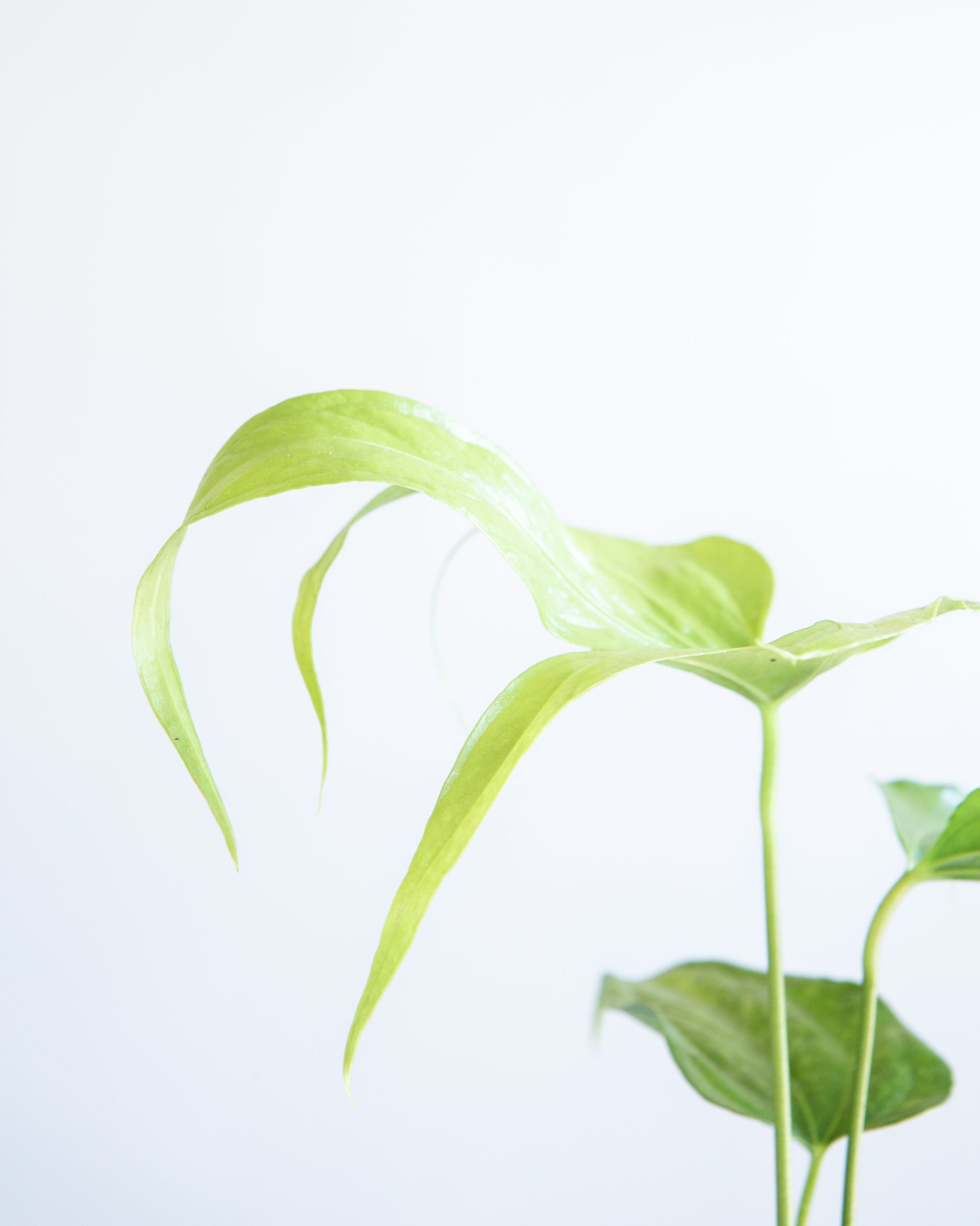 Finger Laceleaf: Anthurium pedatoradiatum - 6 inch pot — close-up of foliage — indoor plant for sale by Promise Supply for delivery and pickup in Toronto.
