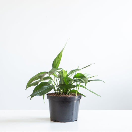 Baltic Blue Pothos: Epipremnum aureum - 6 inch pot — plant in pot — indoor plant for sale by Promise Supply for delivery and pickup in Toronto.