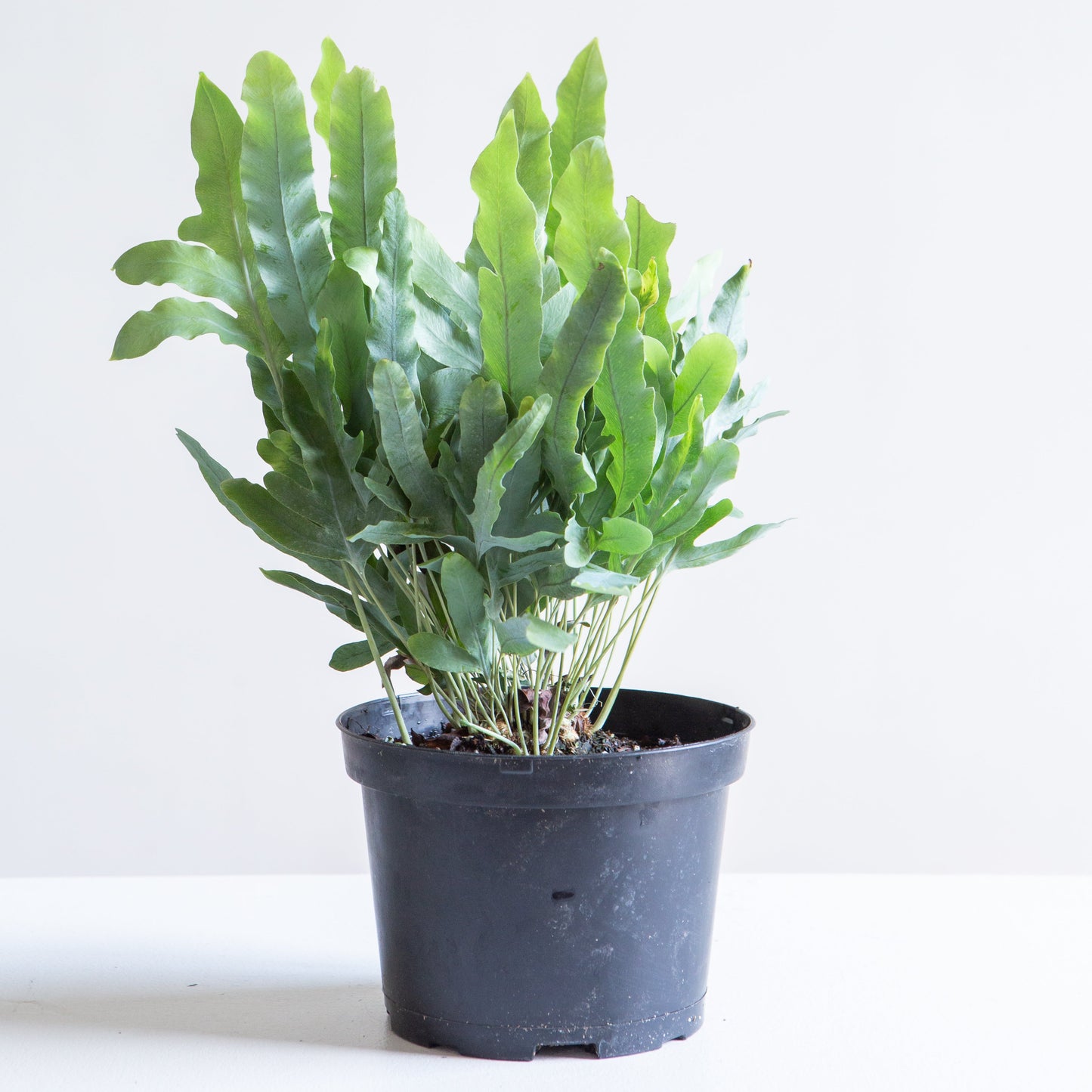 Blue Star Fern: Phlebodium aureum - 6 inch pot — indoor plant — indoor plant for sale by Promise Supply for delivery and pickup in Toronto.