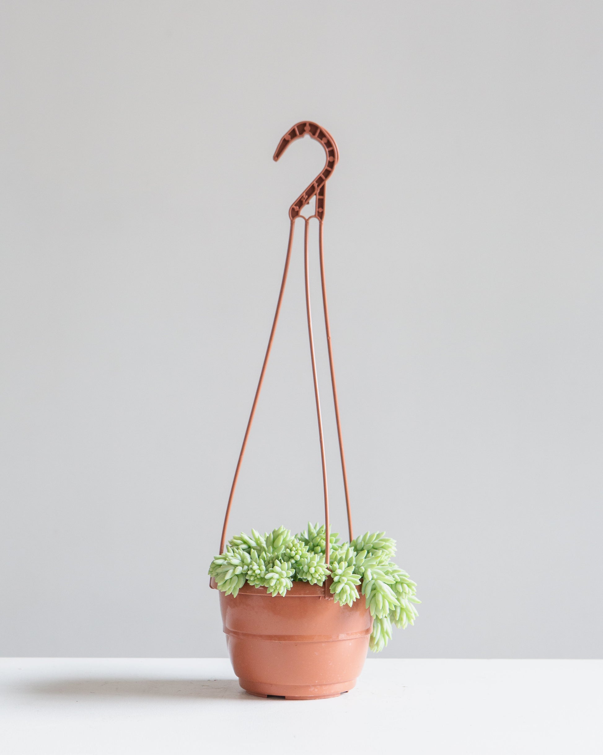 Burro's Tail: Sedum morganianum - 5 inch hanging basket — indoor plant — indoor plant for sale by Promise Supply for delivery and pickup in Toronto.