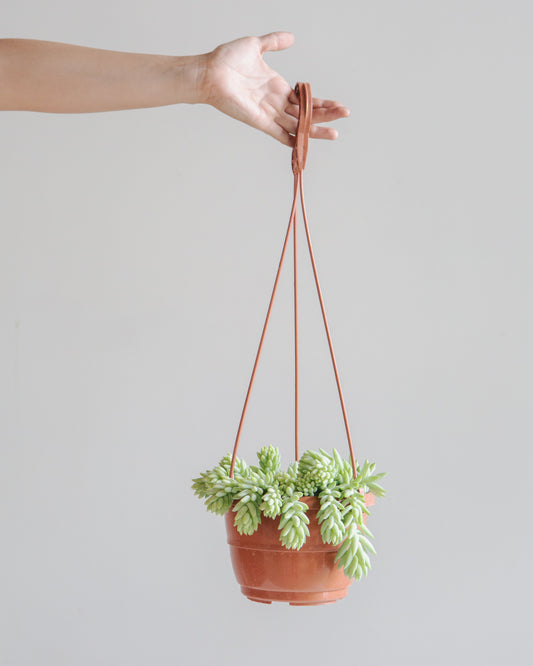 Burro's Tail: Sedum morganianum - 5 inch hanging basket — indoor plant — indoor plant for sale by Promise Supply for delivery and pickup in Toronto.