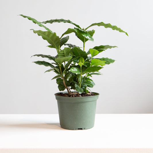 Coffee Plant: Coffee arabica - 6 inch pot — indoor plant — indoor plant for sale by Promise Supply for delivery and pickup in Toronto.