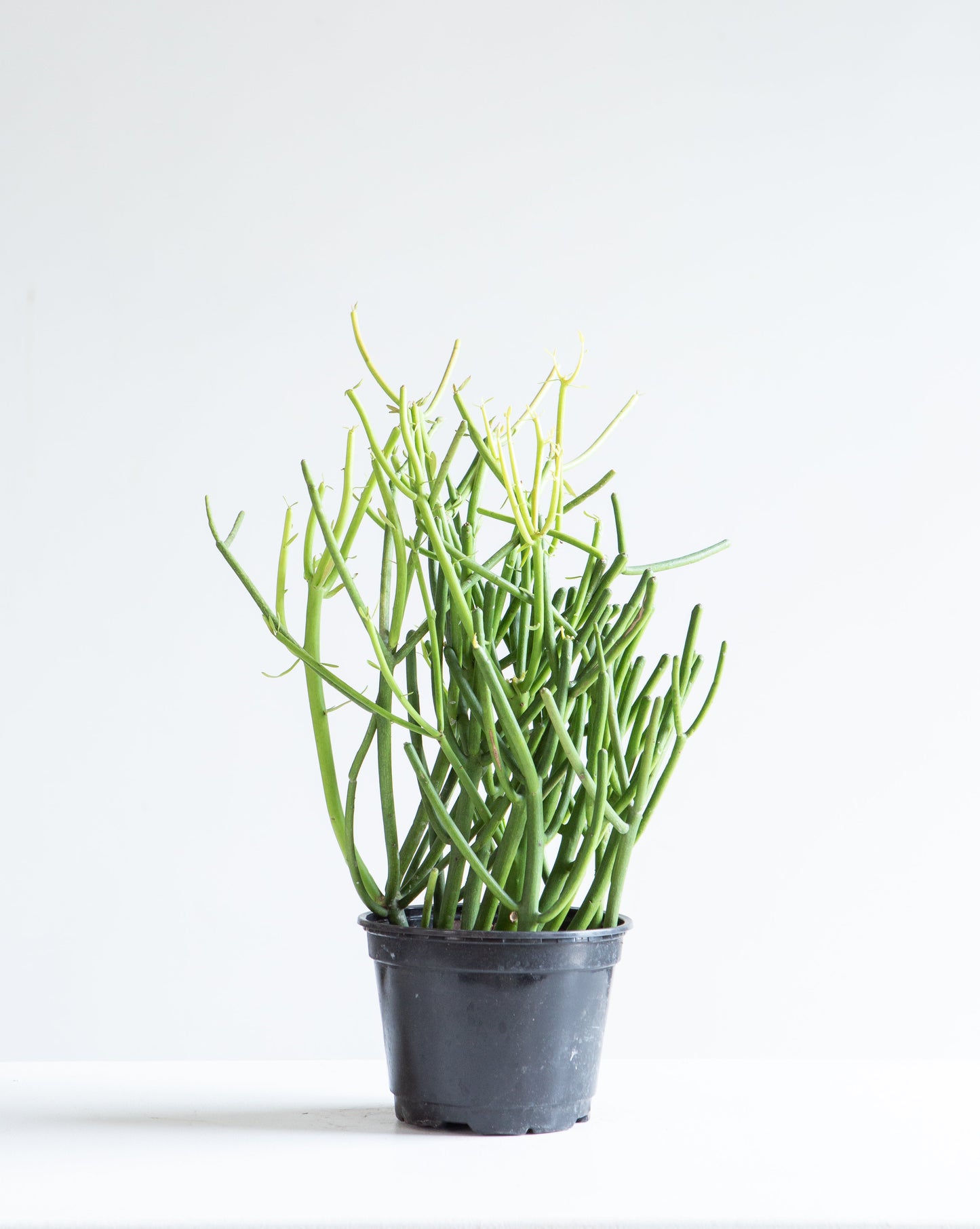 Pencil Cactus: Euphorbia tirucalli 'Firestick' - 6 inch pot